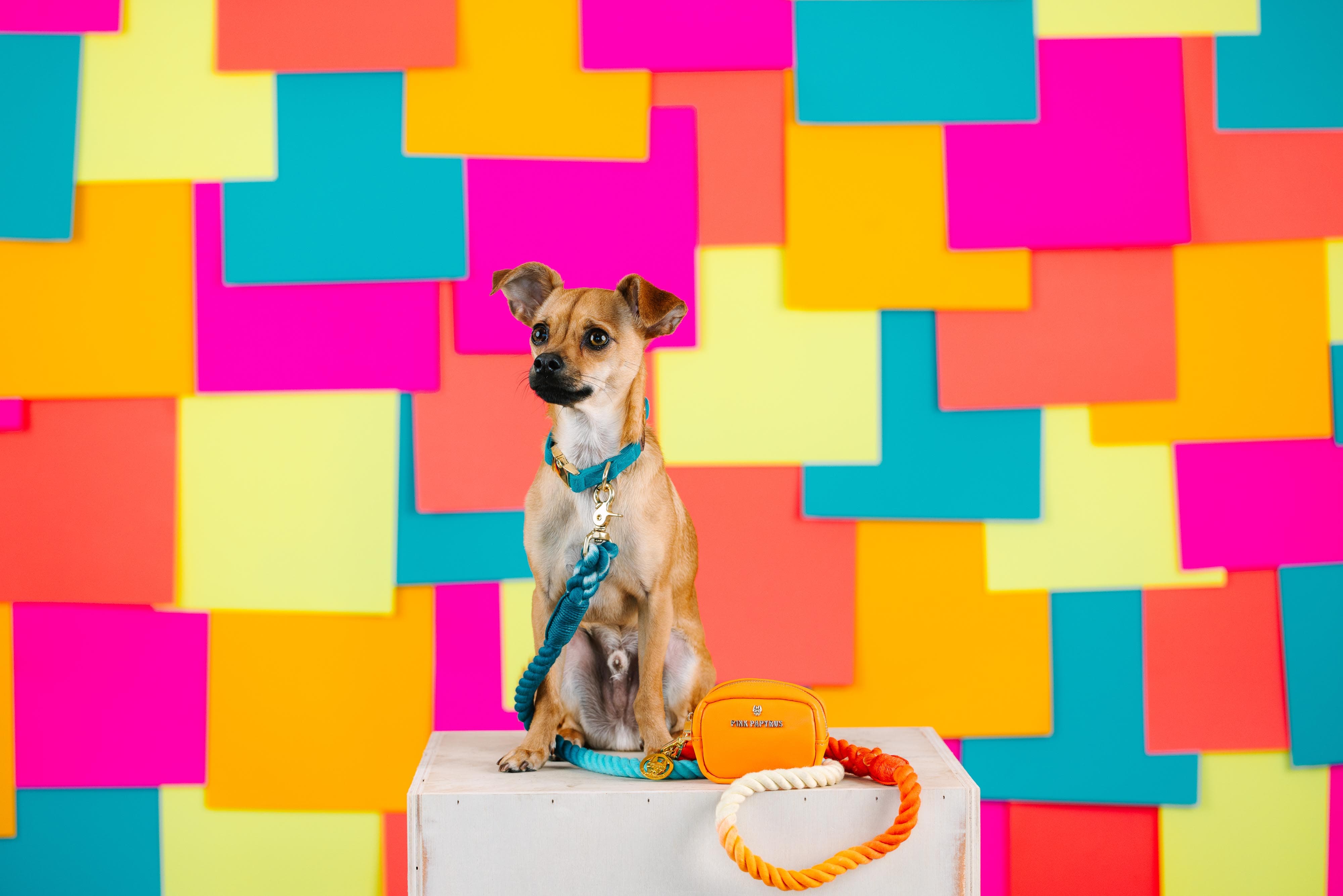 Beau Rope Dog Leash | Pink Papyrus