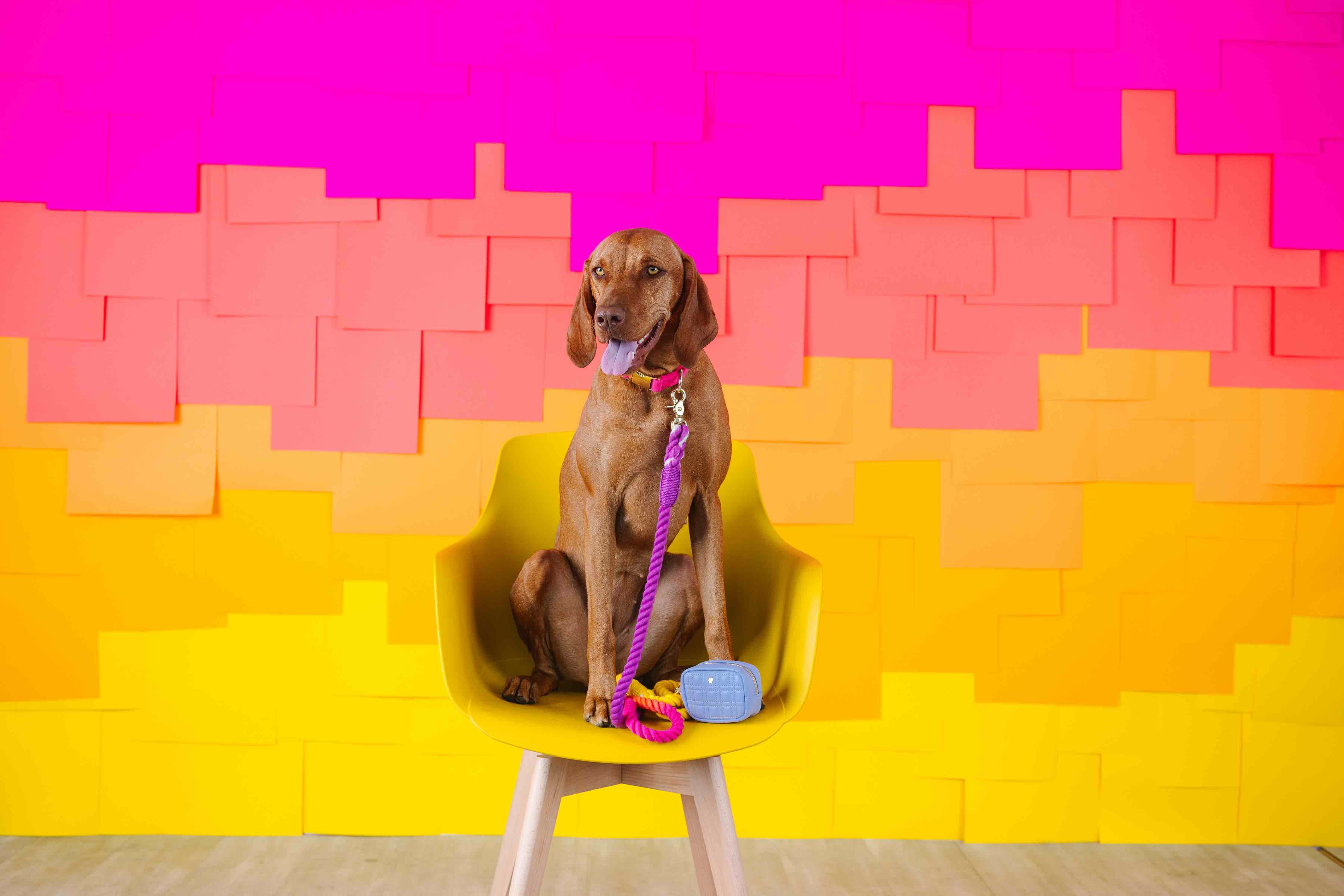 Ava Waste Bag Holder & Treat Pouch