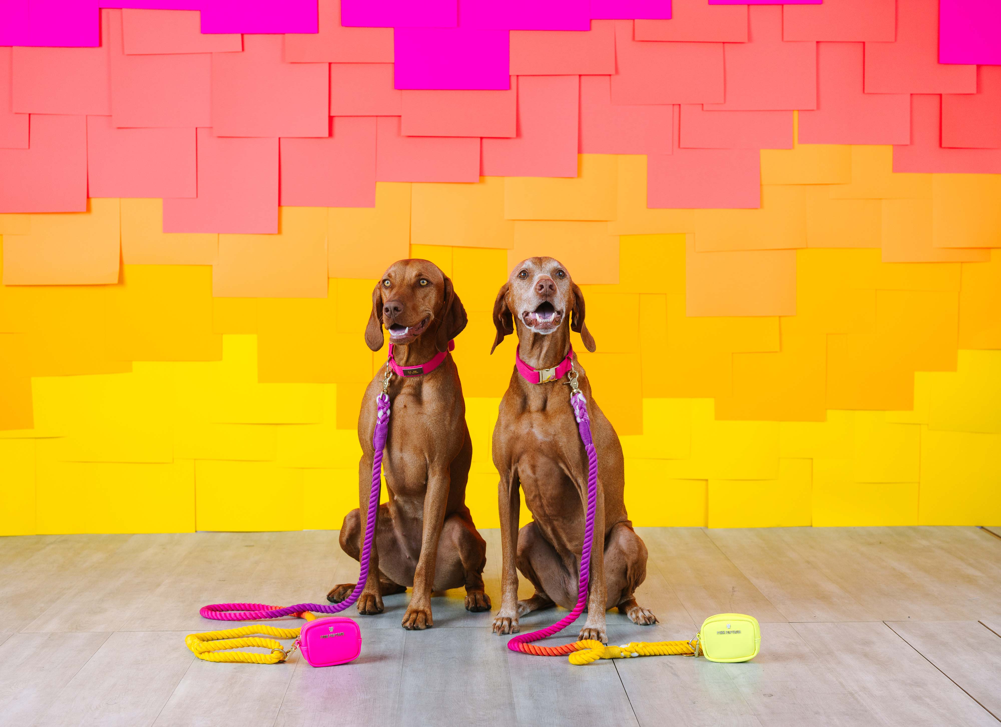 Roxy Rope Dog Leash | Pink Papyrus
