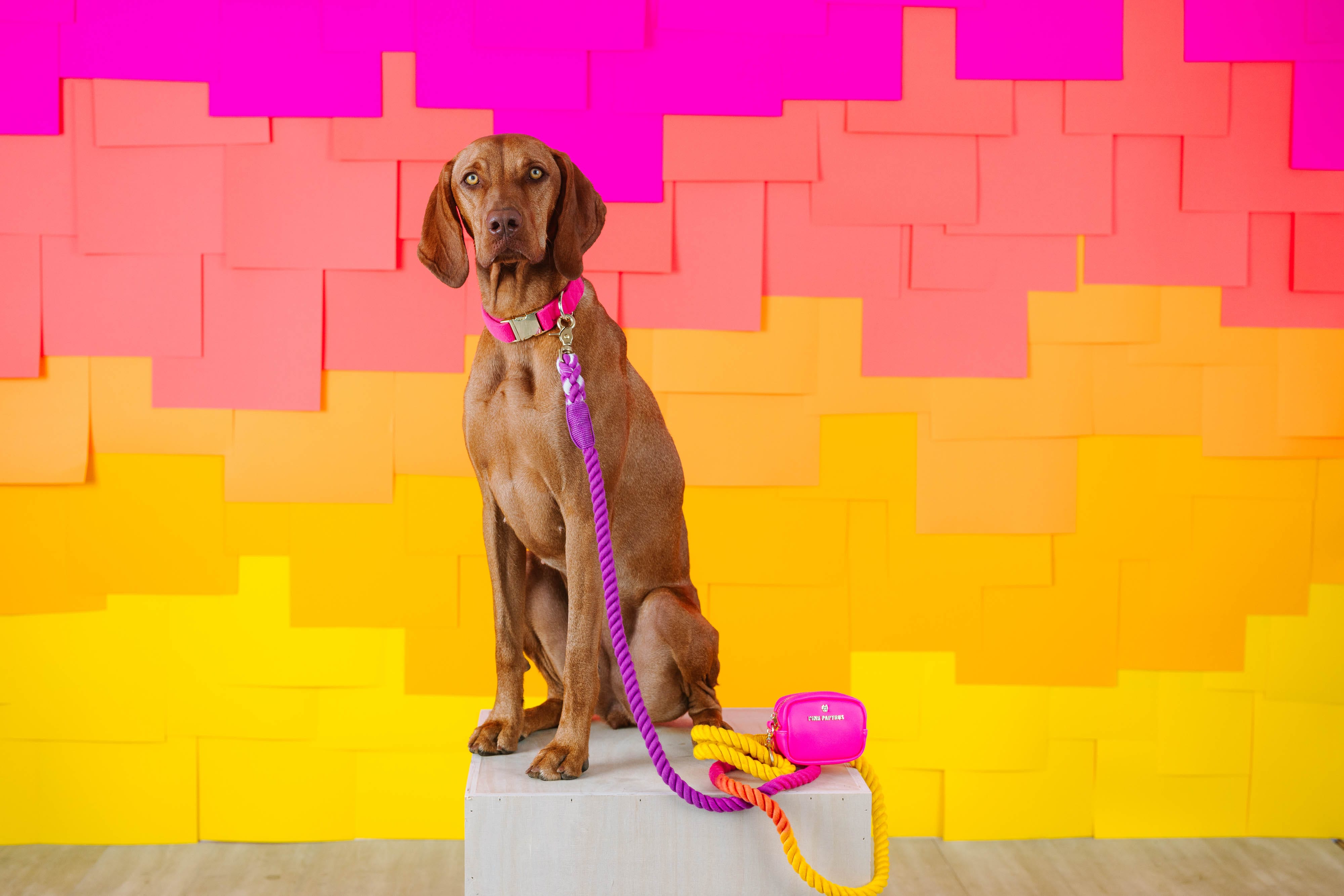 Roxy Rope Dog Leash | Pink Papyrus