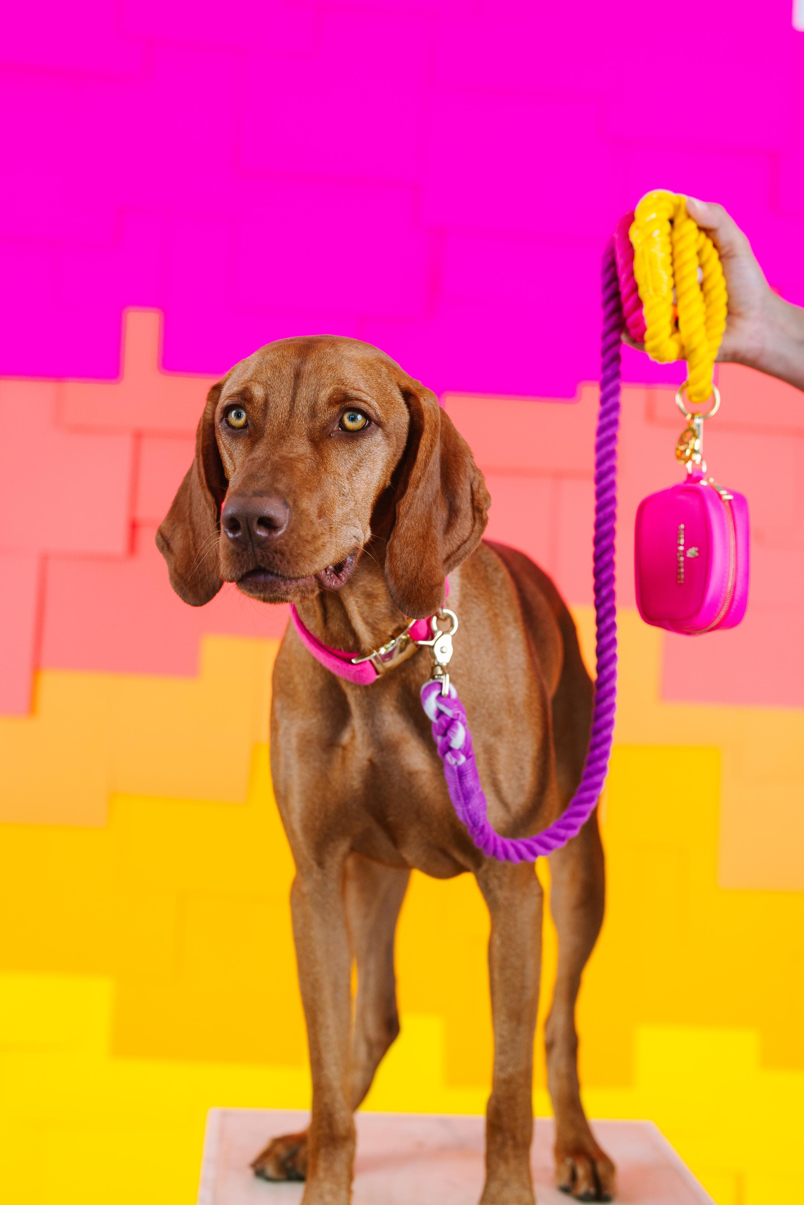 Roxy Rope Dog Leash | Pink Papyrus