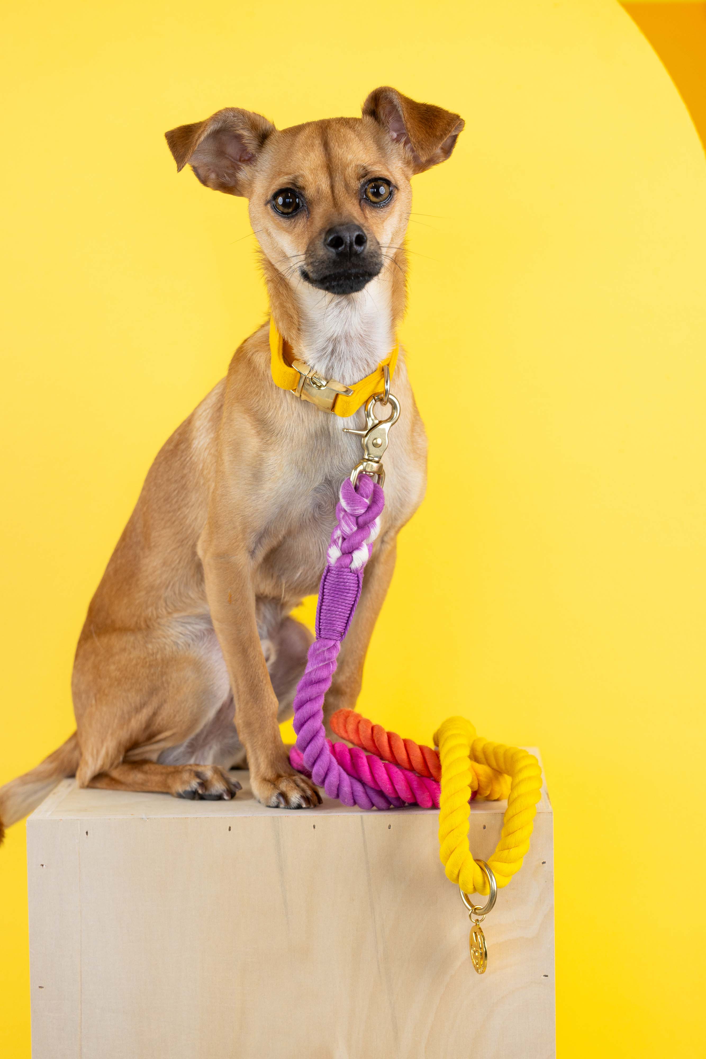 Roxy Rope Dog Leash | Pink Papyrus
