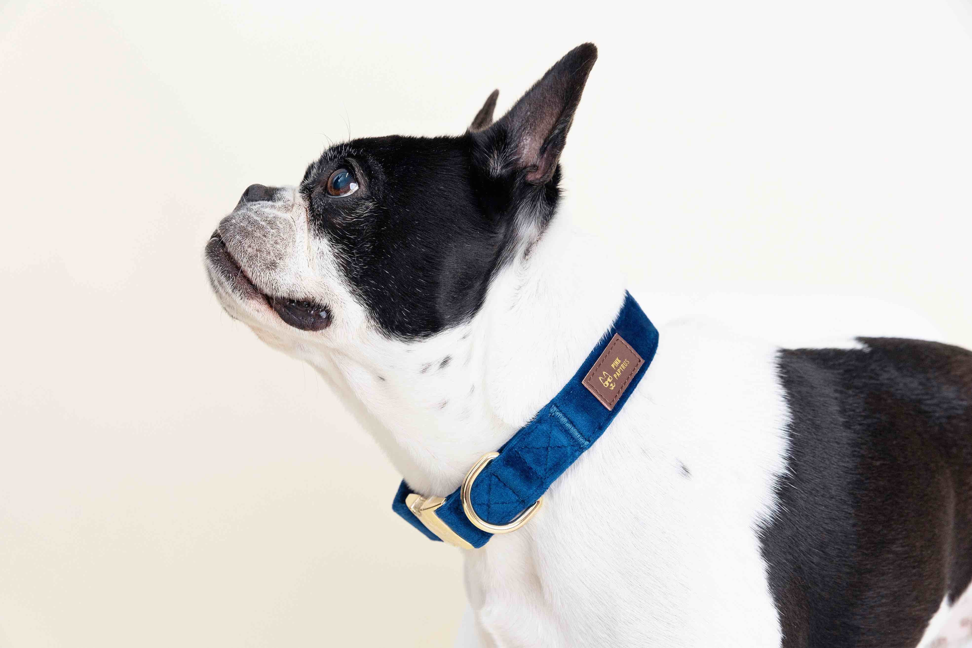 Orange Crush Dog Collar Bundle