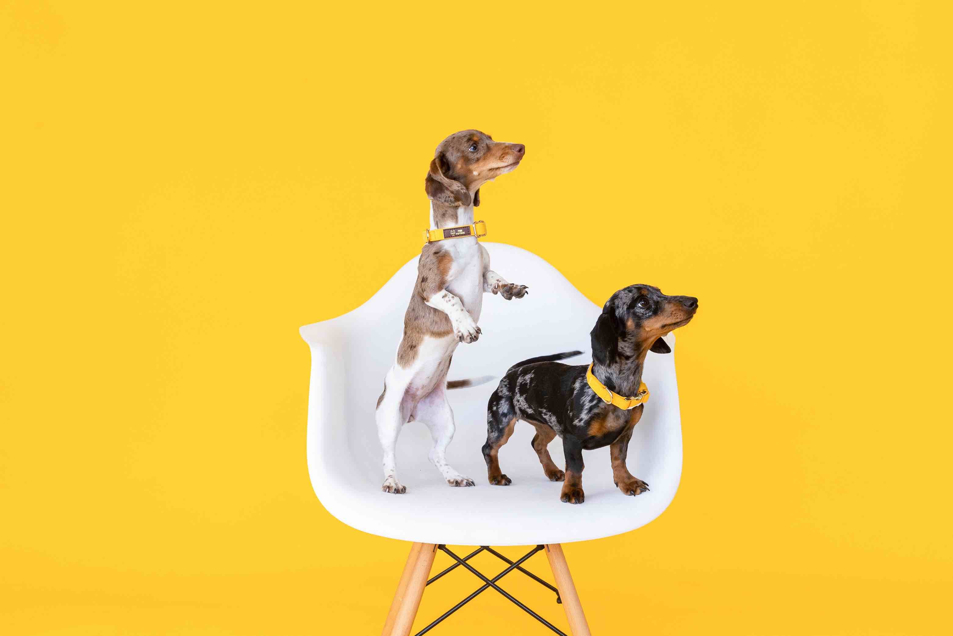 Sunshine State Of Mind Dog Collar Bundle