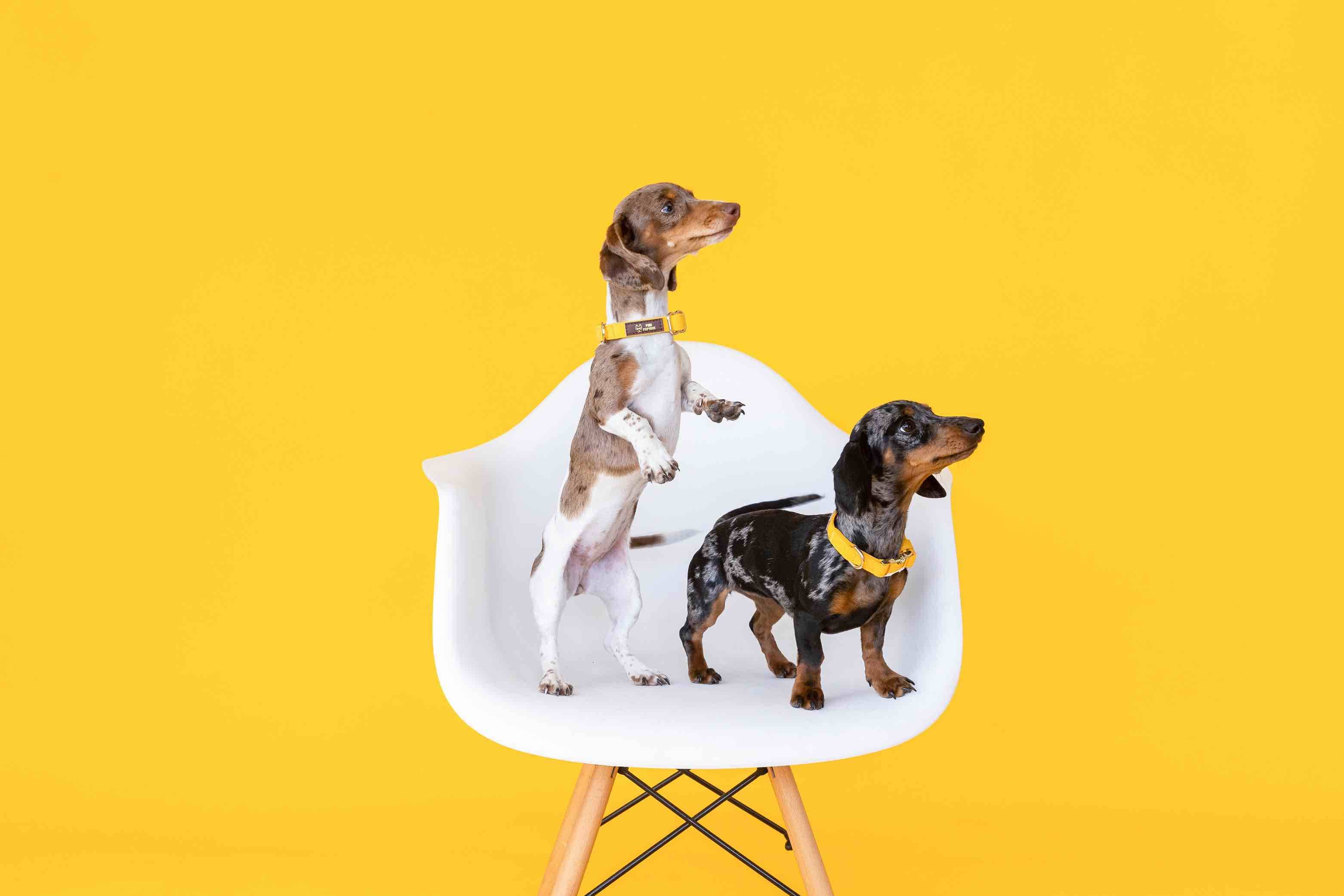 Sunshine State Of Mind Dog Collar Bundle | Pink Papyrus