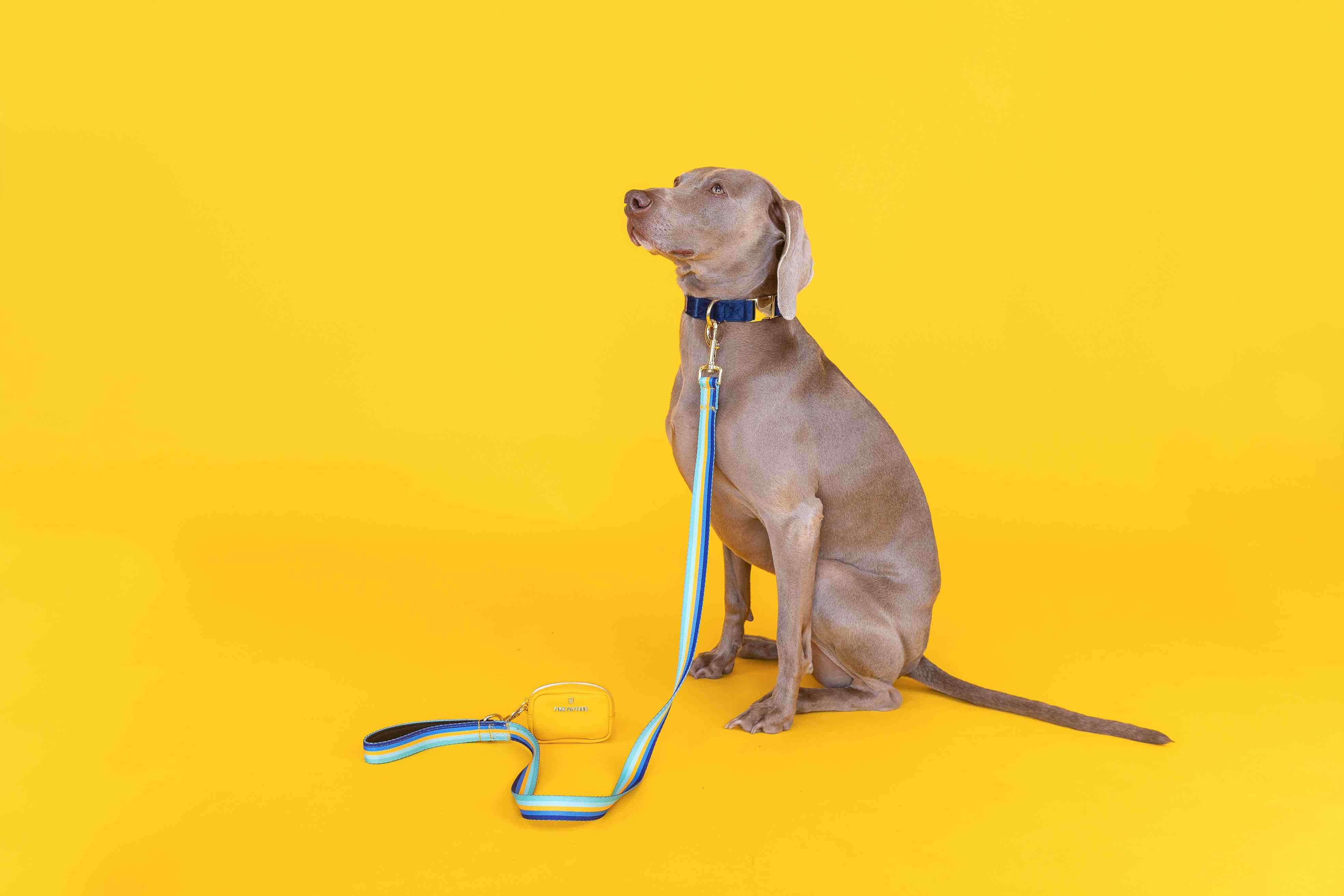 Orange Crush Dog Collar Bundle