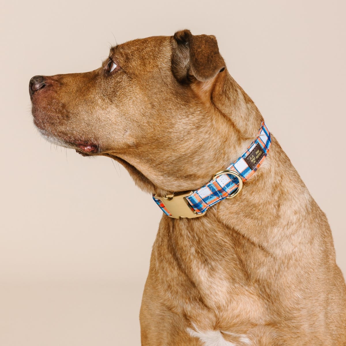 Ringo Dog Collar | Pink Papyrus