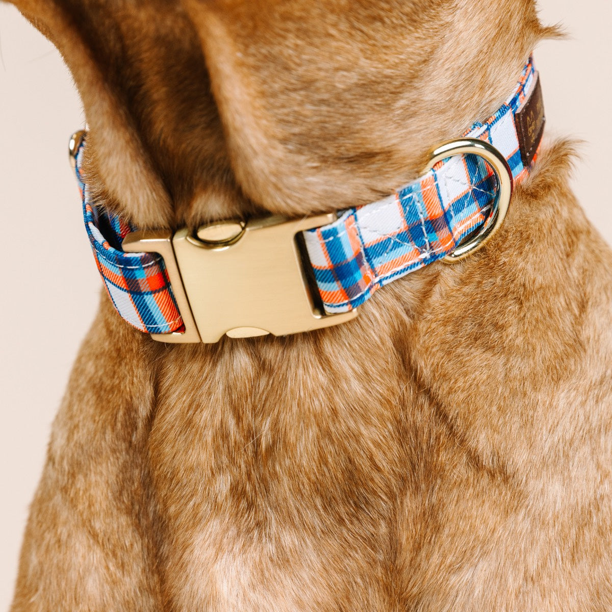 Ringo Dog Collar