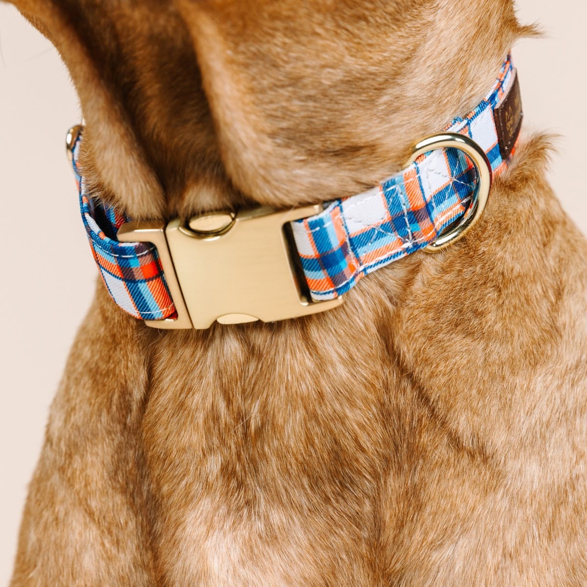 Ringo Dog Collar | Pink Papyrus