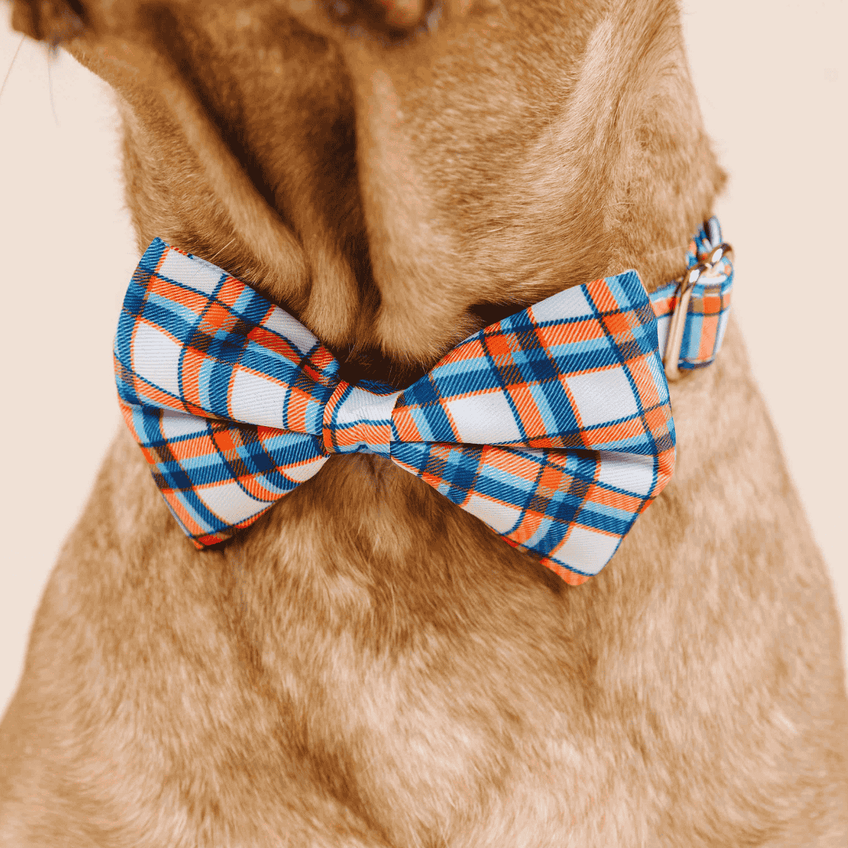Ringo Dog Bow Tie