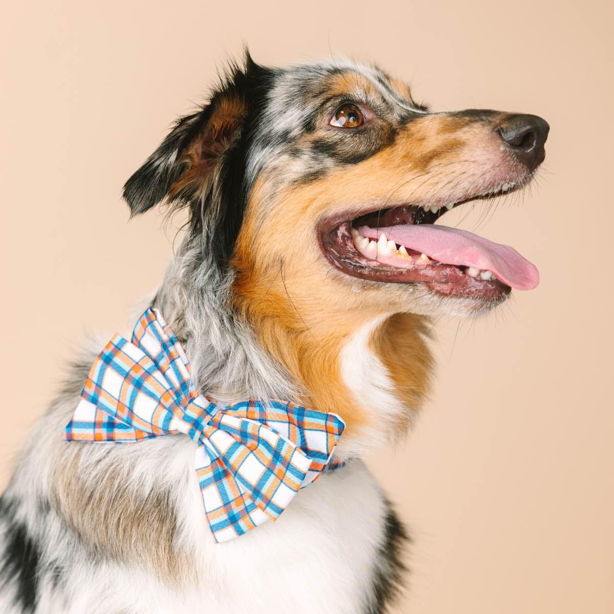 Ringo Dog Babe Bow | Pink Papyrus