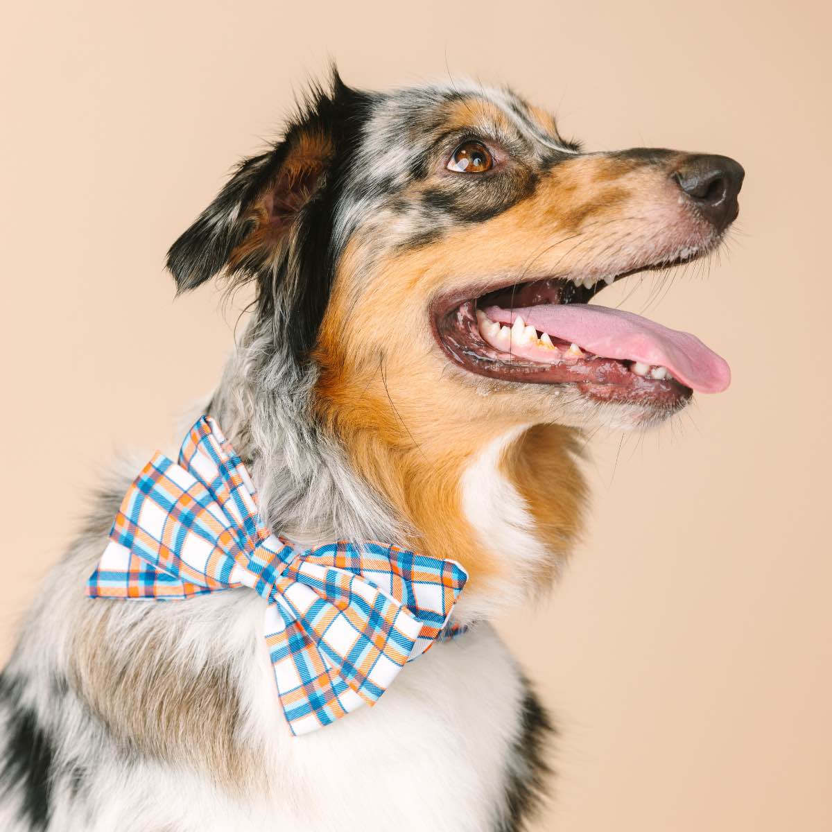 Ringo Babe Bow Dog Collar