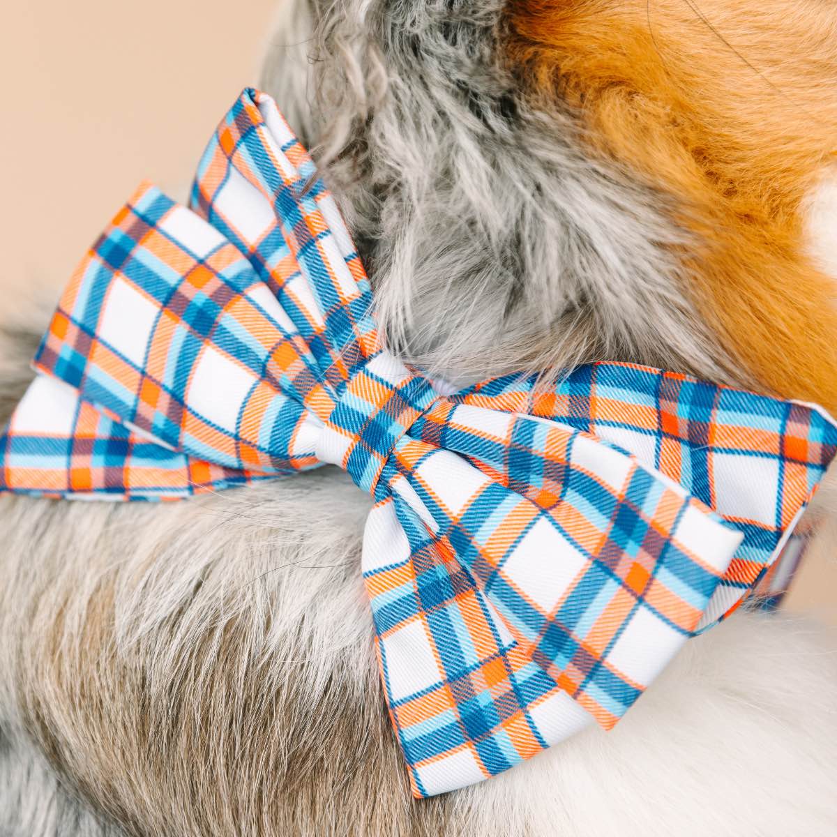 Ringo Babe Bow Dog Collar | Pink Papyrus