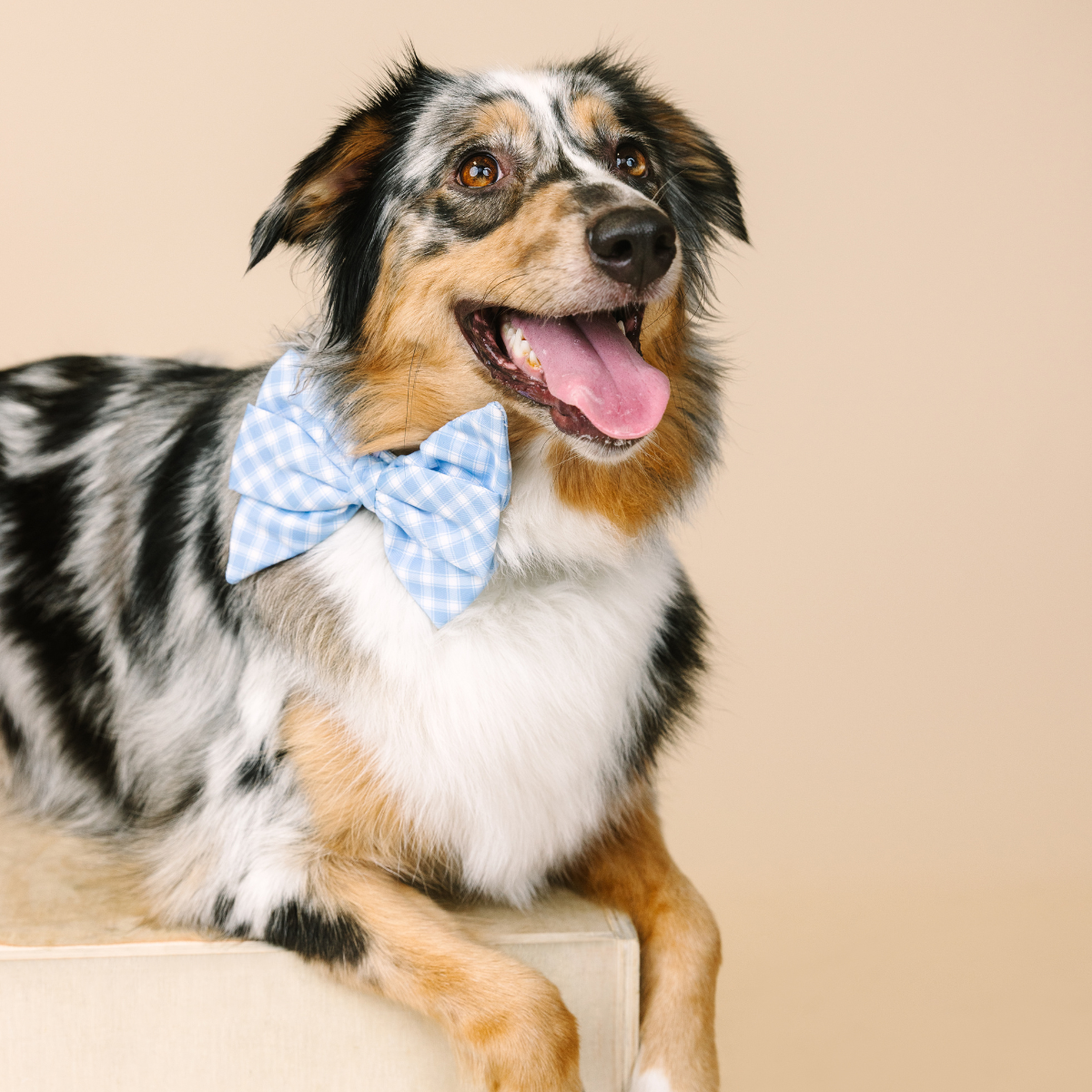 Rory Babe Bow Dog Collar