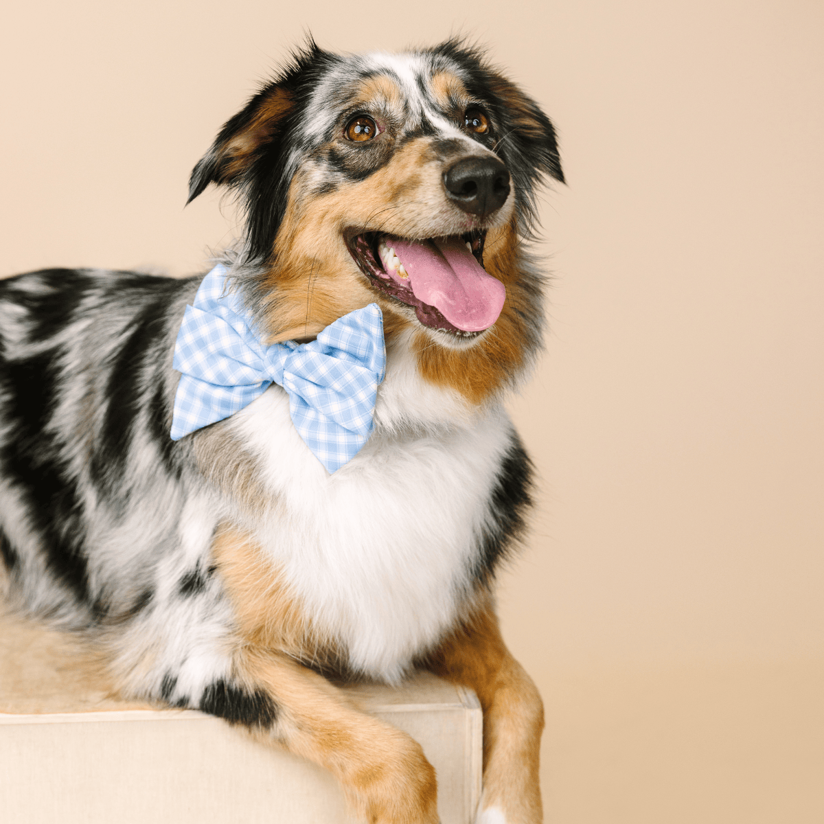 Rory Babe Bow Dog Collar | Pink Papyrus