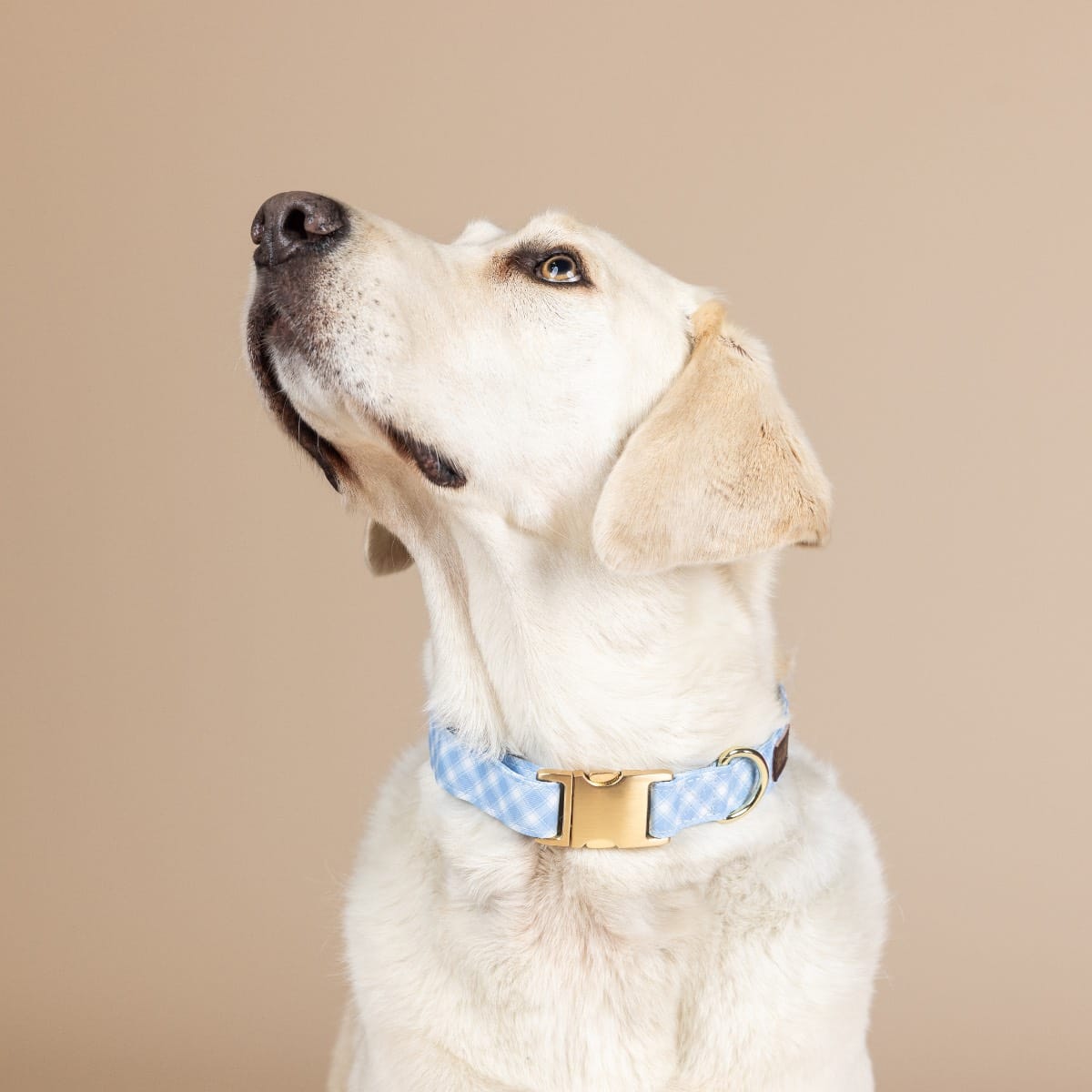 Rory Dog Collar | Pink Papyrus