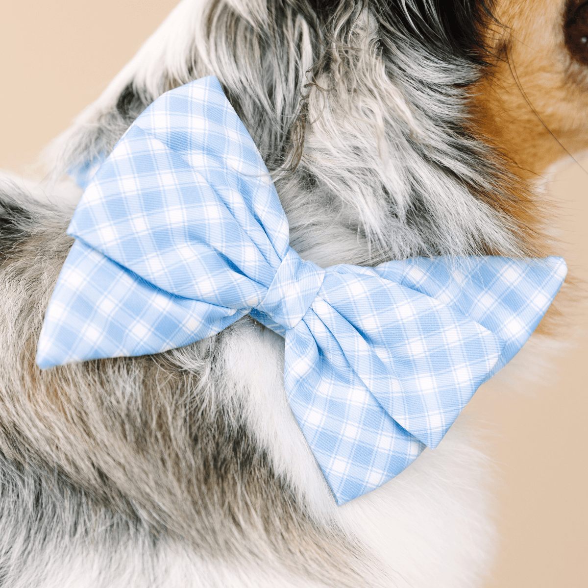 Rory Babe Bow Dog Collar | Pink Papyrus