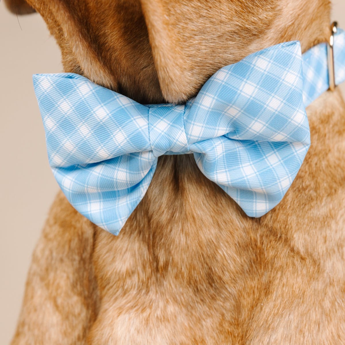 Rory Bow Tie Dog Collar | Pink Papyrus