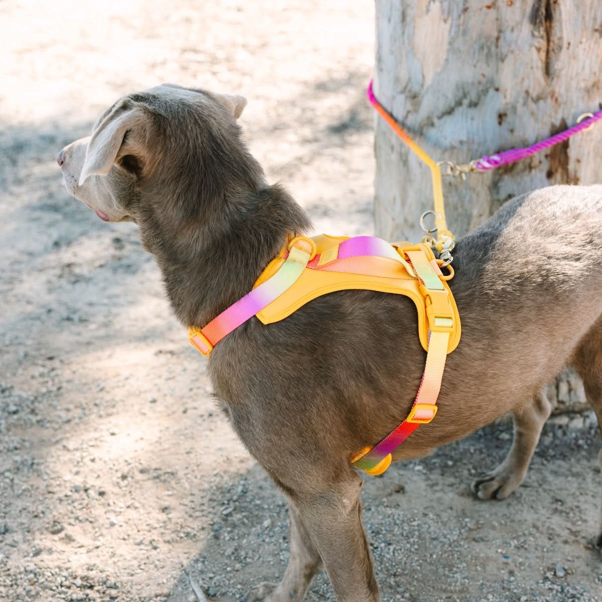 Roxy Hands-Free Rope Dog Leash | Pink Papyrus