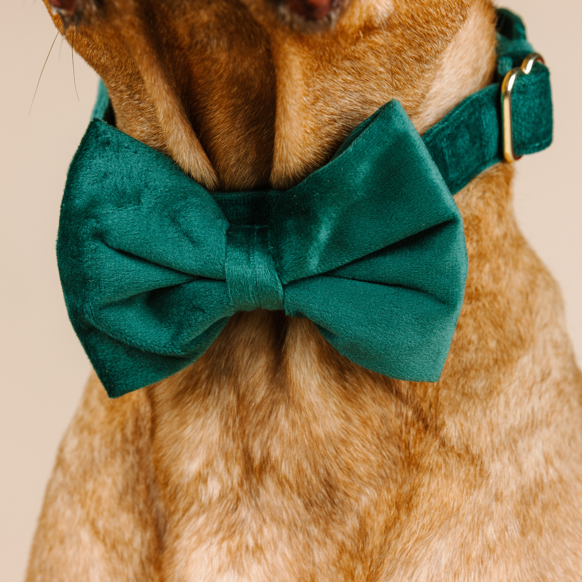 Rue Dog Bow Tie