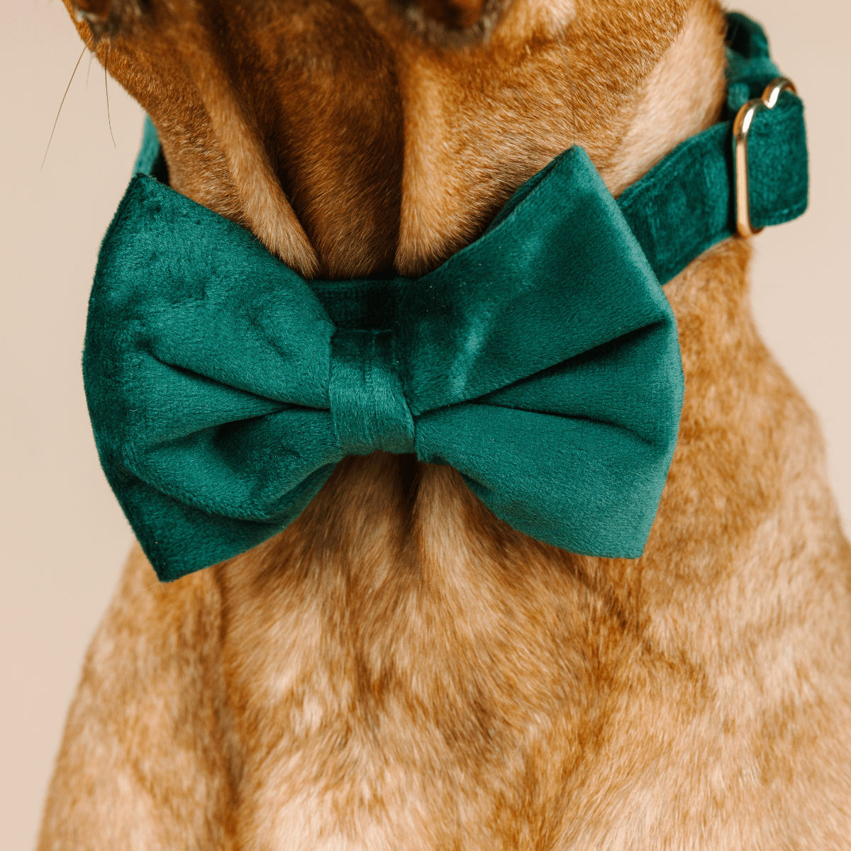 Rue Bow Tie Dog Collar | Pink Papyrus