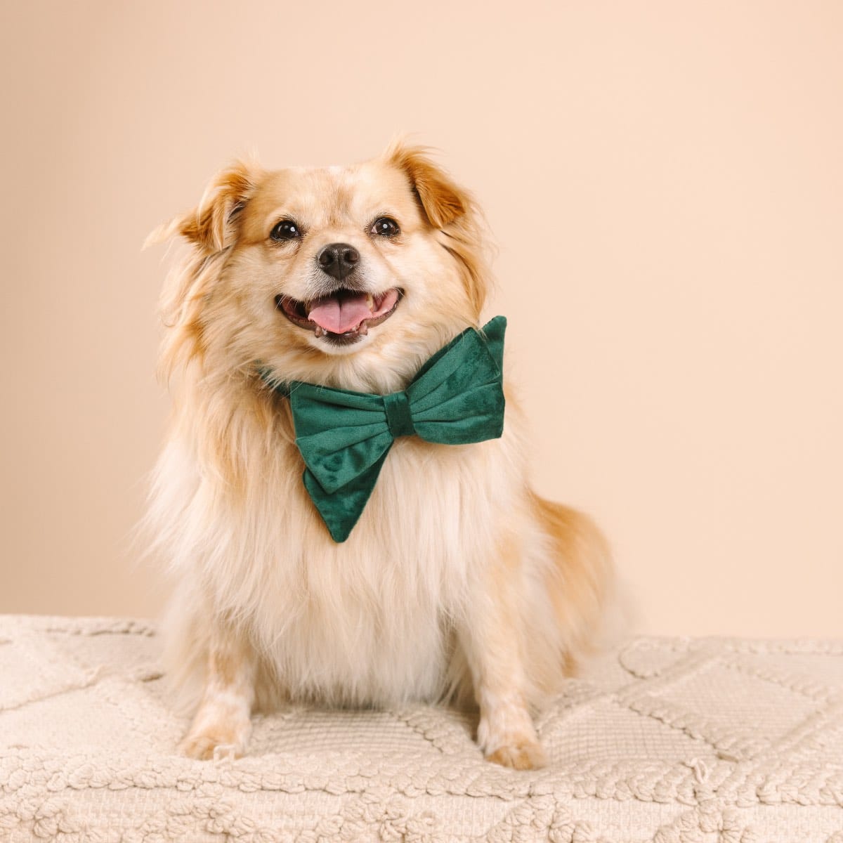 Rue Dog Babe Bow | Pink Papyrus