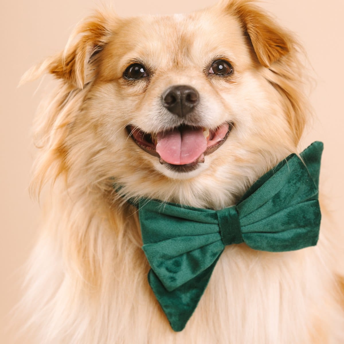 Rue Dog Babe Bow | Pink Papyrus