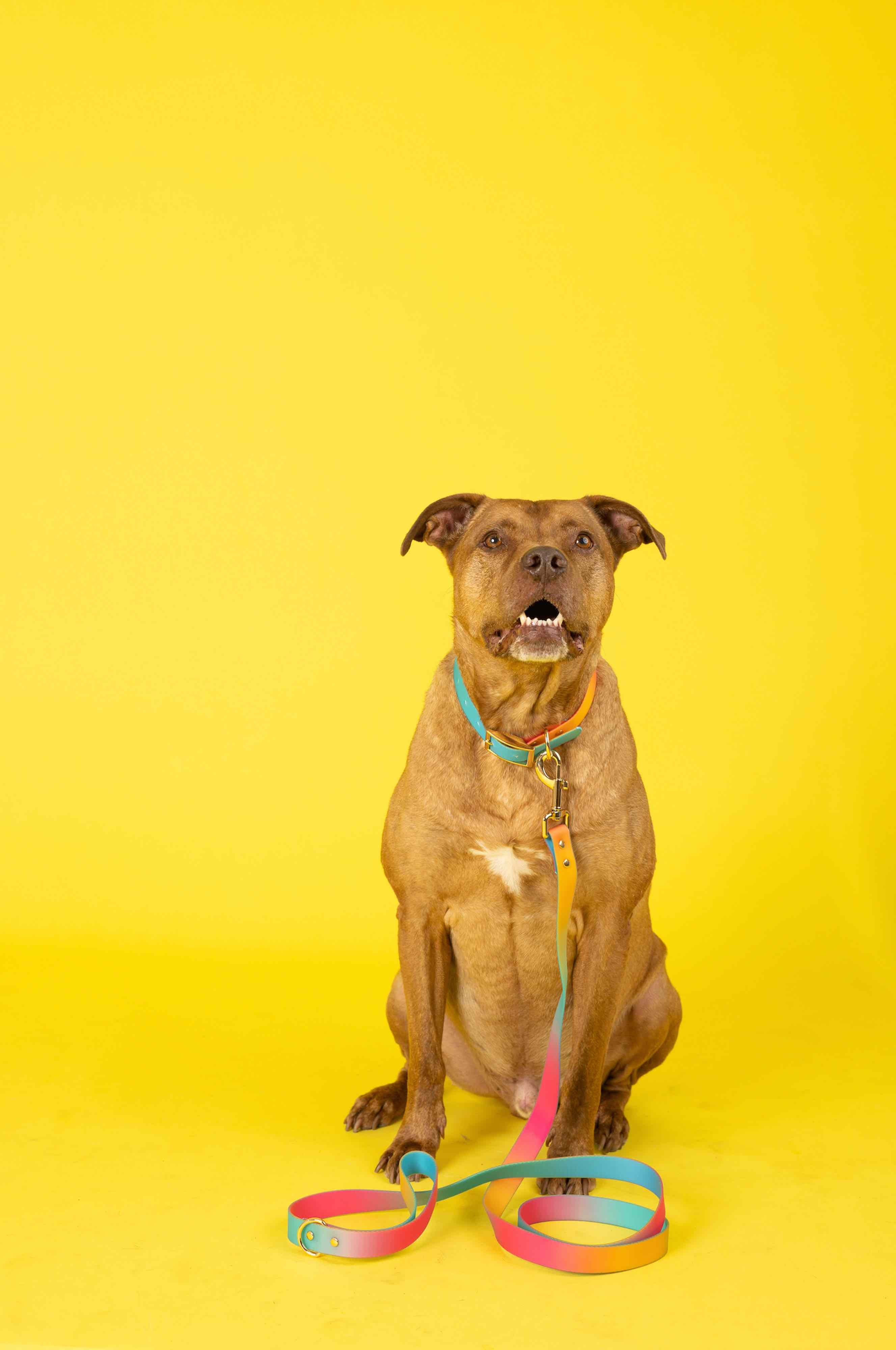 Pippa All Weather Dog Leash