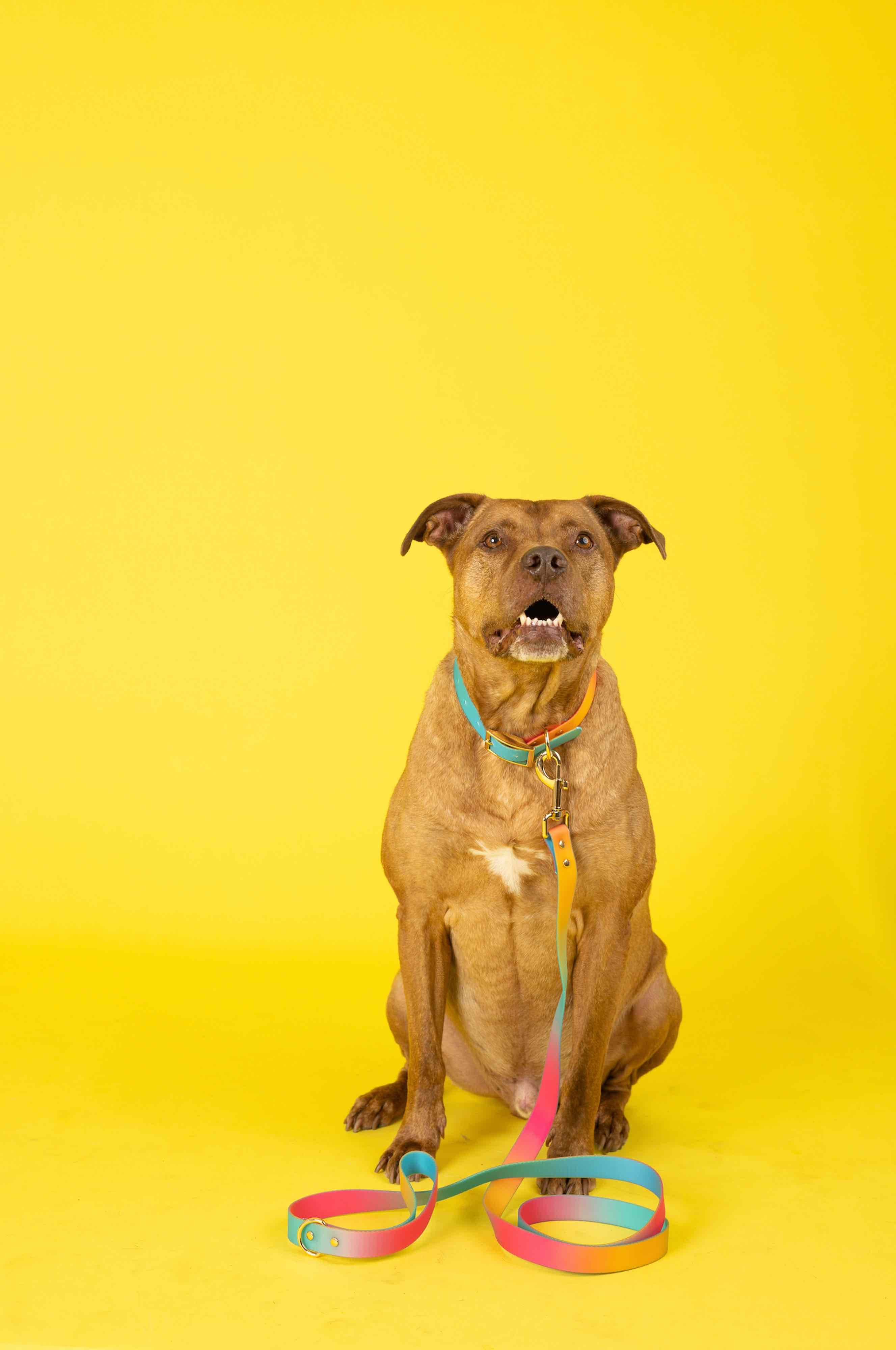 Pippa All Weather Dog Leash | Pink Papyrus