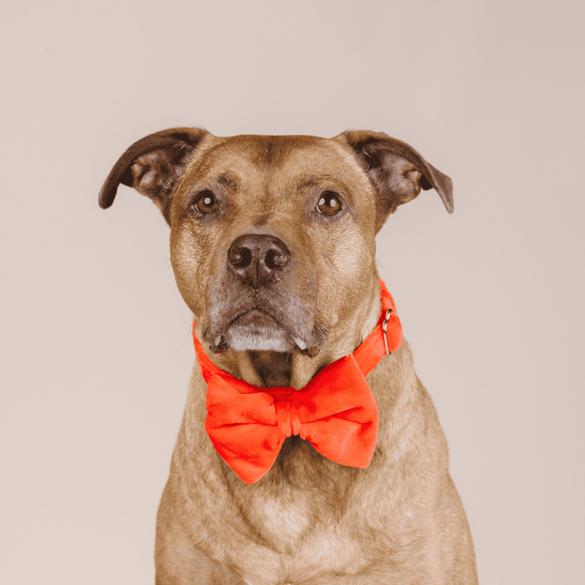 Suki Bow Tie Dog Collar | Pink Papyrus