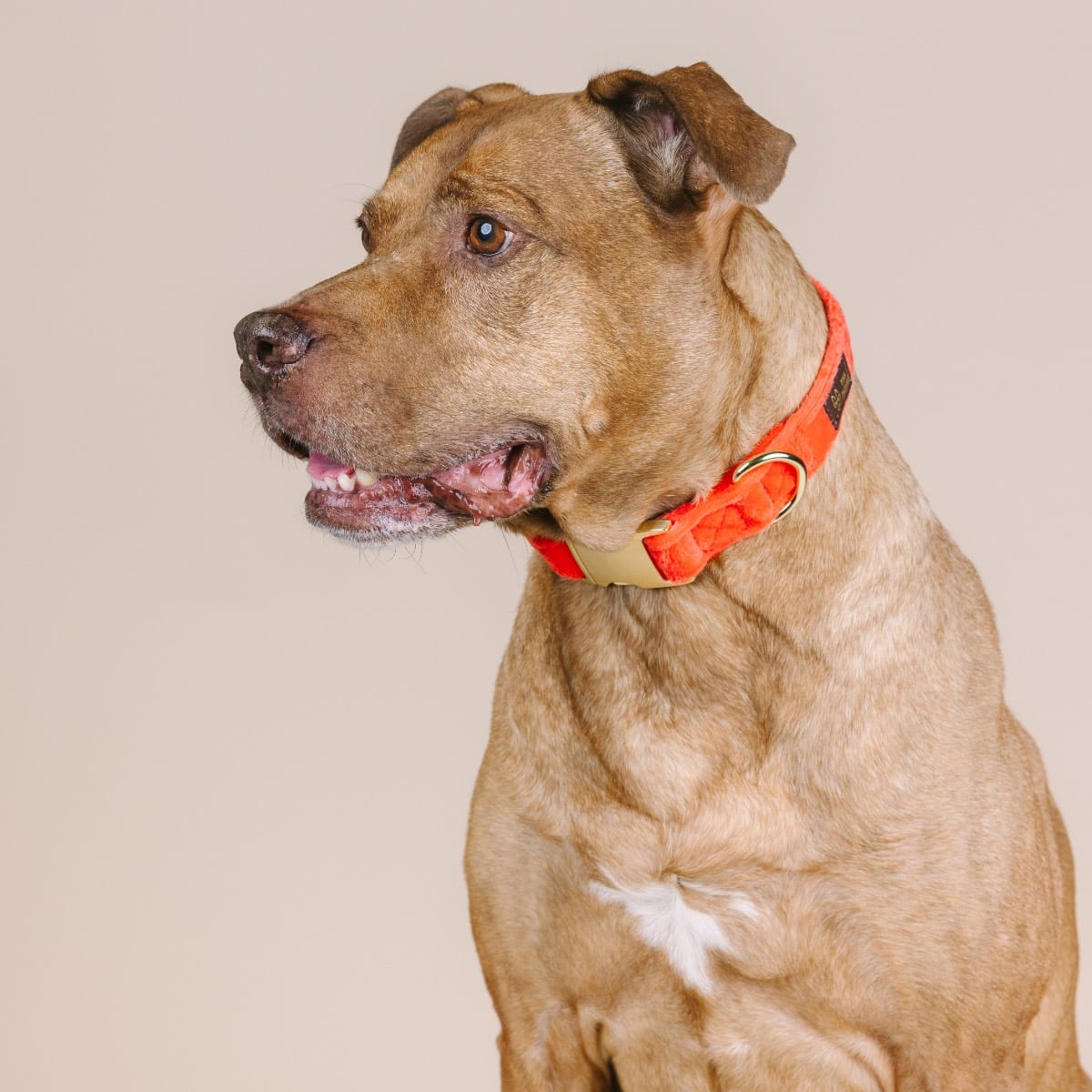 Suki Dog Collar | Pink Papyrus