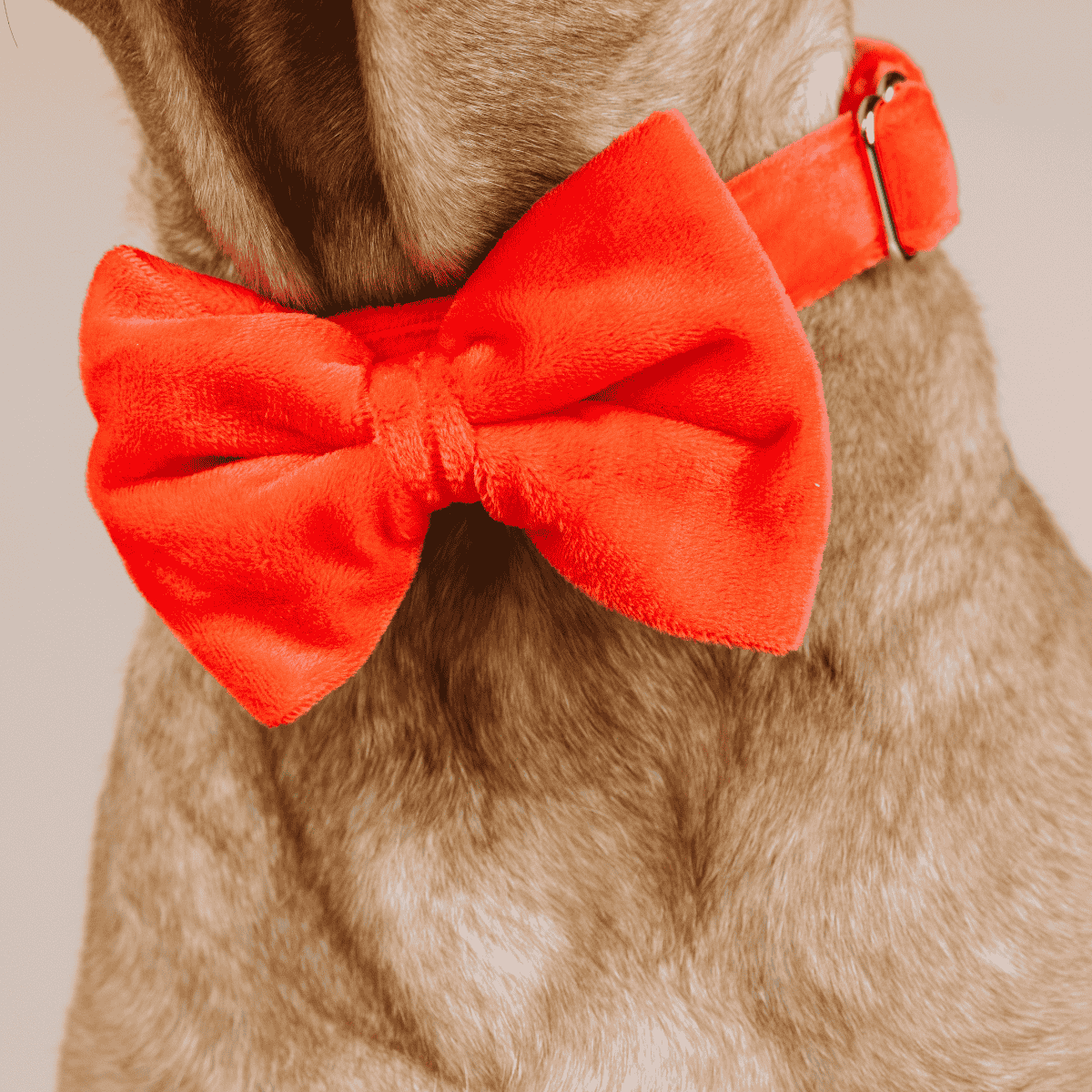 Suki Bow Tie Dog Collar | Pink Papyrus