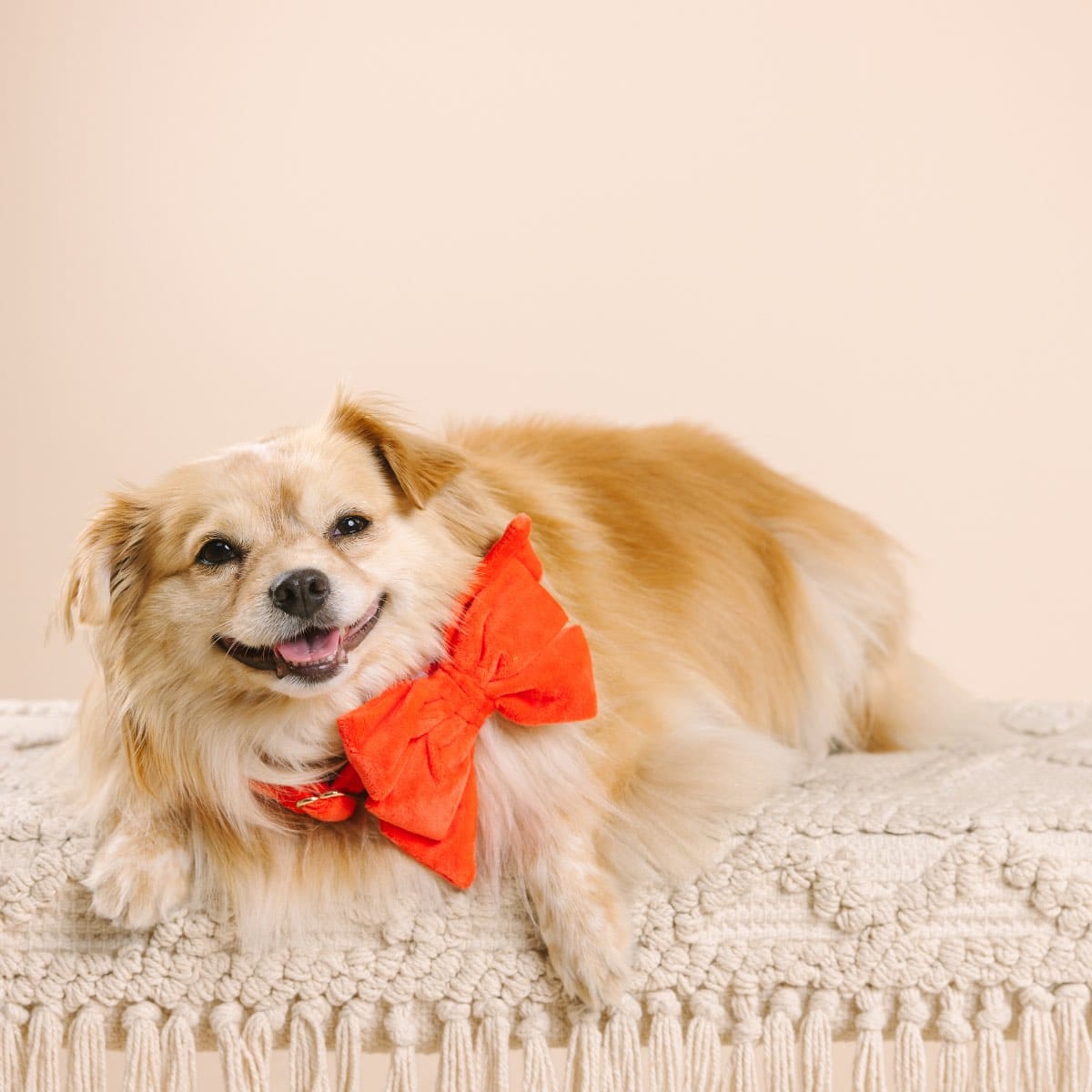 Suki Dog Babe Bow | Pink Papyrus