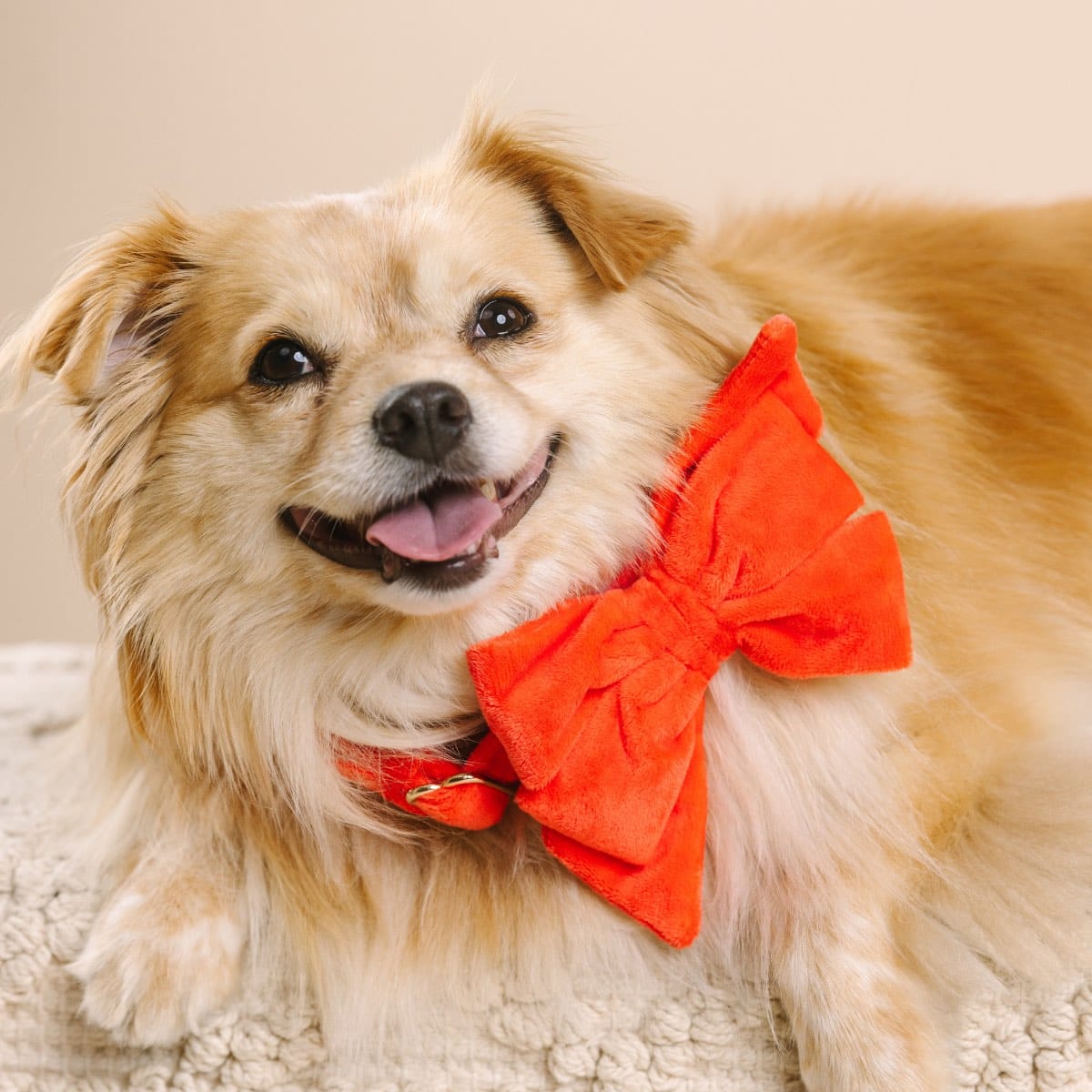 Suki Dog Babe Bow | Pink Papyrus