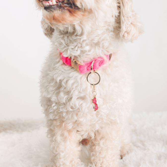 Sunglasses Pet Charm | Pink Papyrus