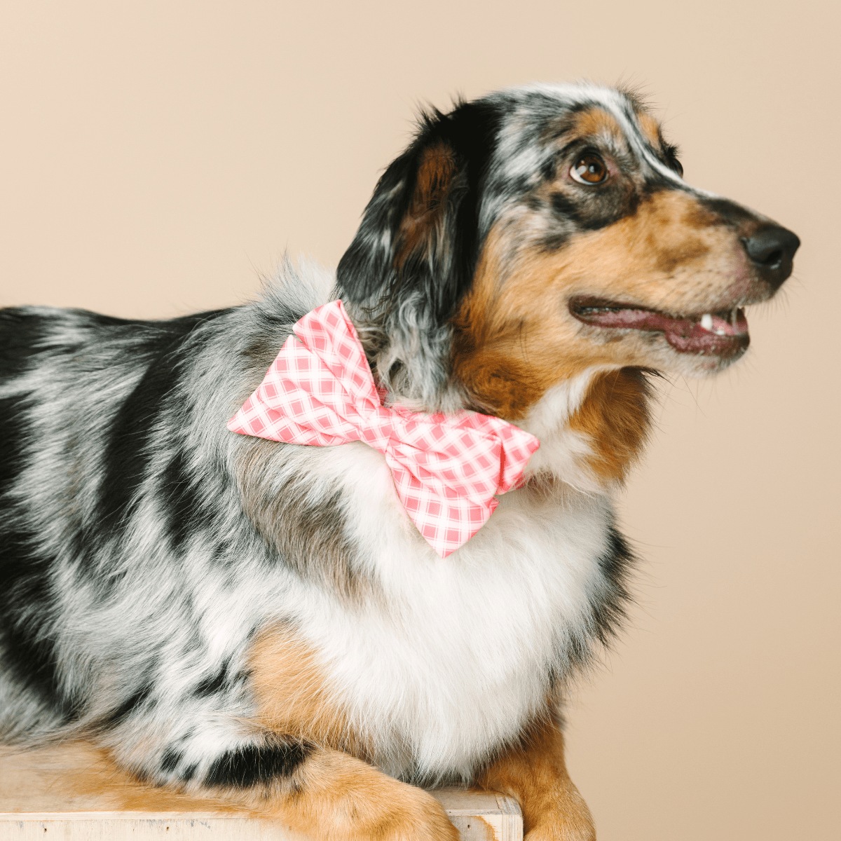 Sutton Babe Bow Dog Collar | Pink Papyrus