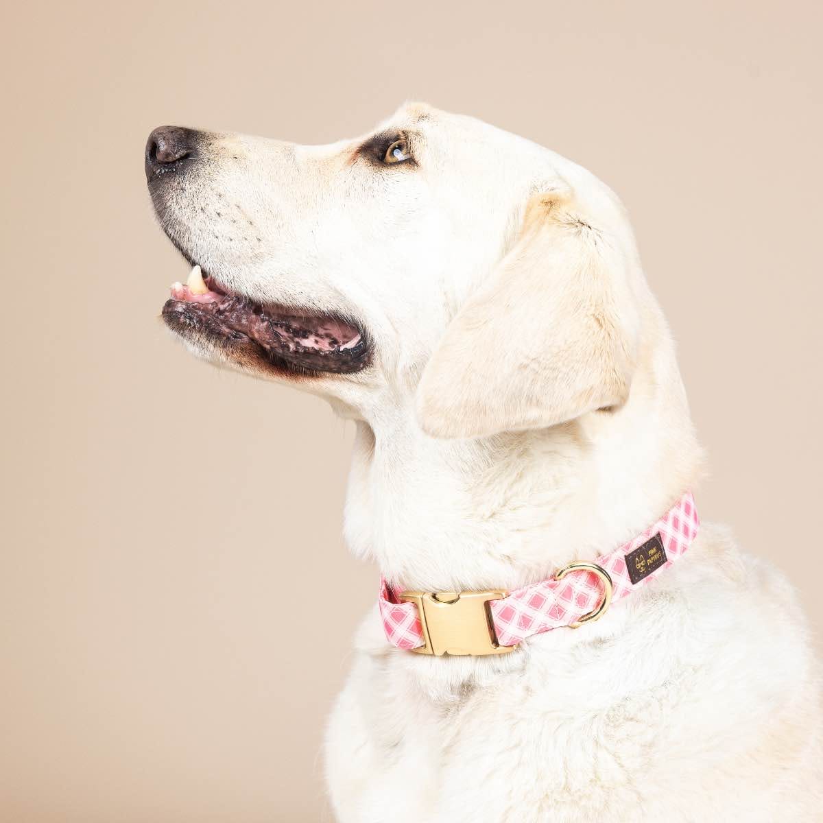 Sutton Dog Collar | Pink Papyrus