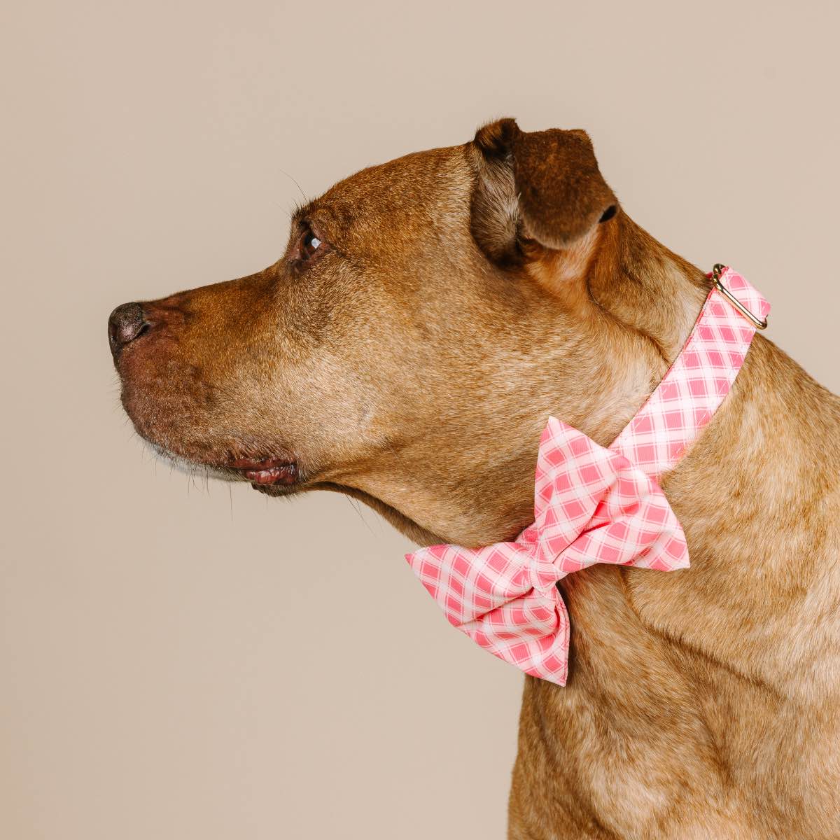 Sutton Bow Tie Dog Collar | Pink Papyrus