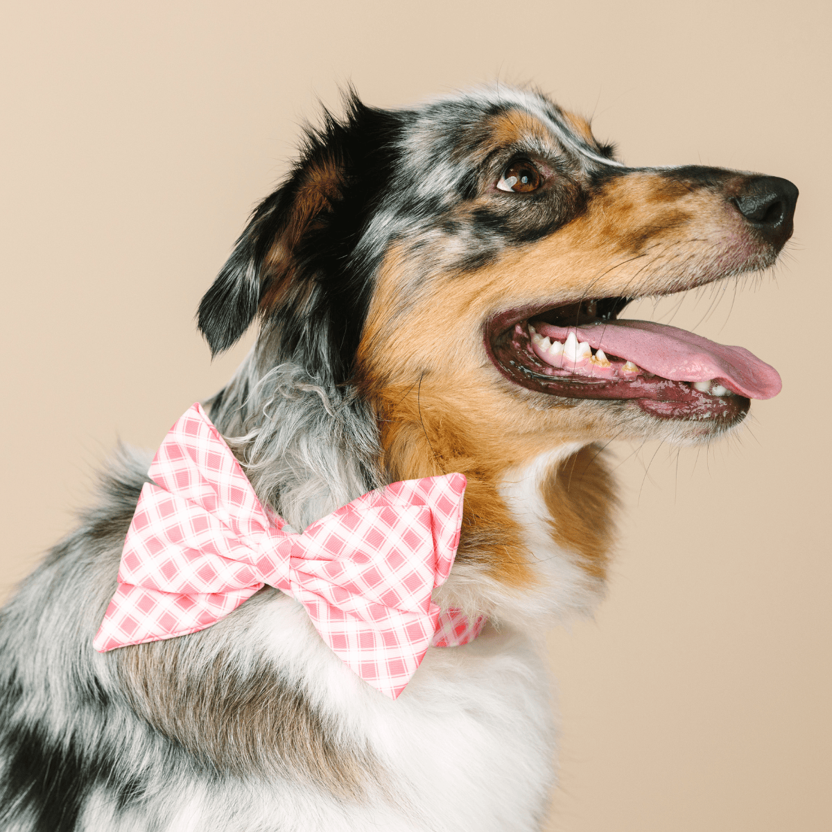 Sutton Babe Bow Dog Collar | Pink Papyrus