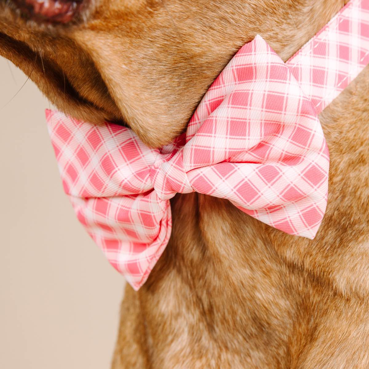 Sutton Bow Tie Dog Collar | Pink Papyrus