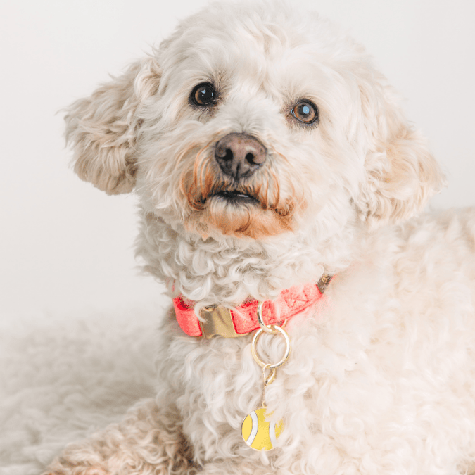 Tennis Ball Pet Charm | Pink Papyrus