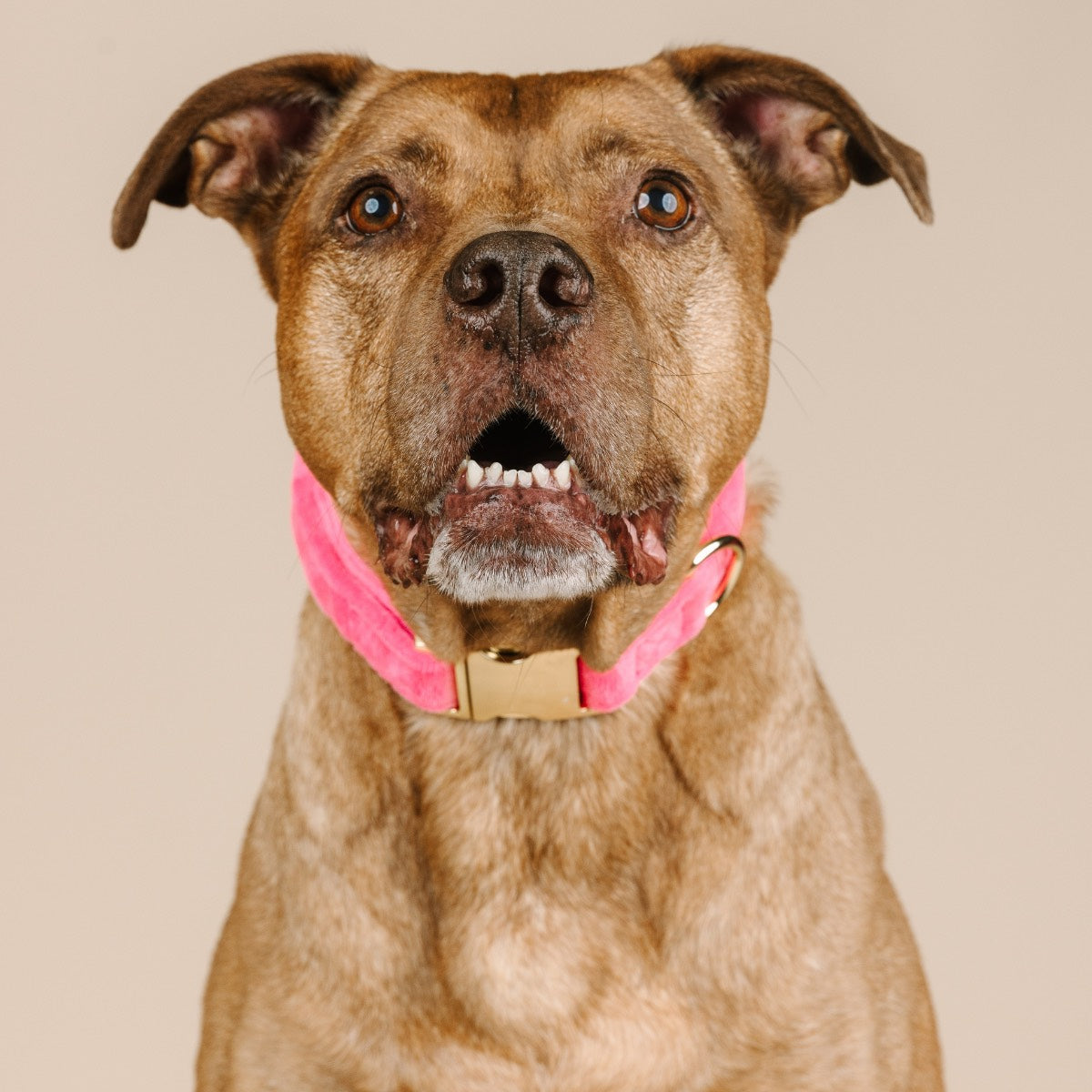 Valentina Dog Collar