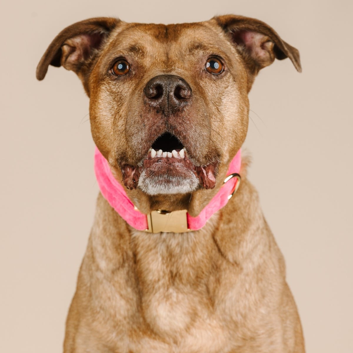 Valentina Dog Collar | Pink Papyrus