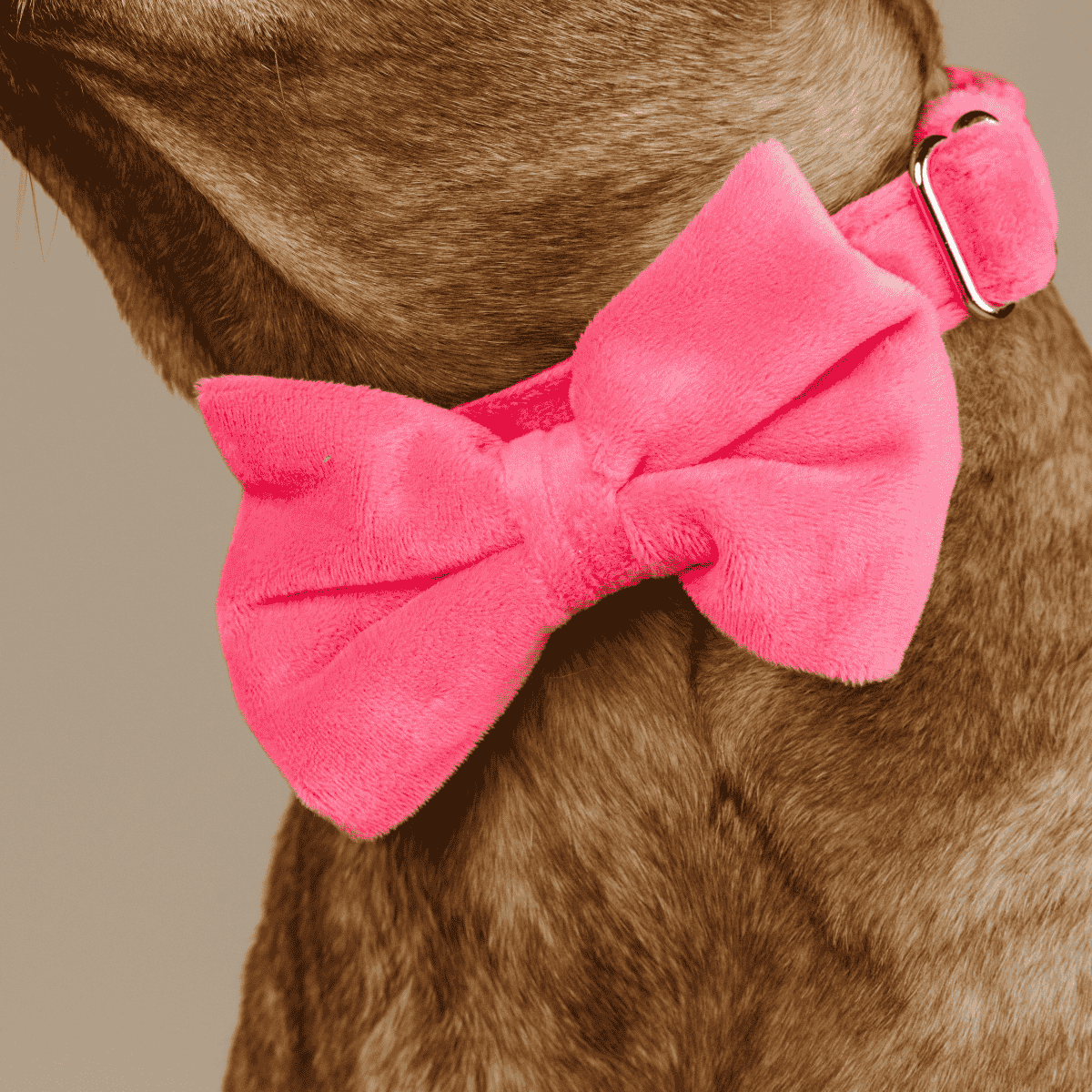 Valentina Bow Tie Dog Collar | Pink Papyrus
