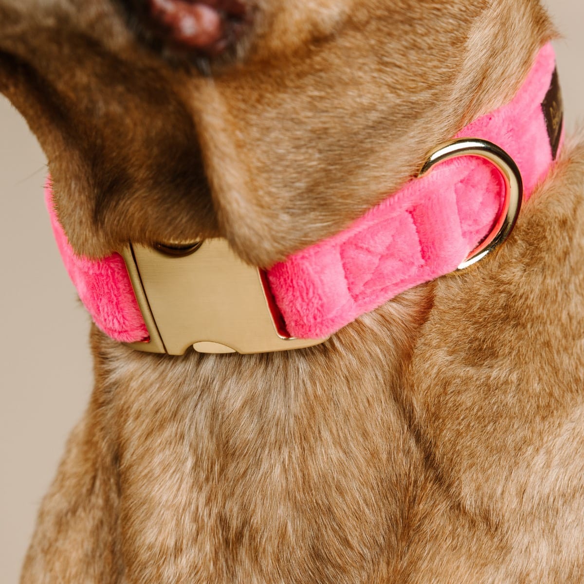 Valentina Dog Collar | Pink Papyrus