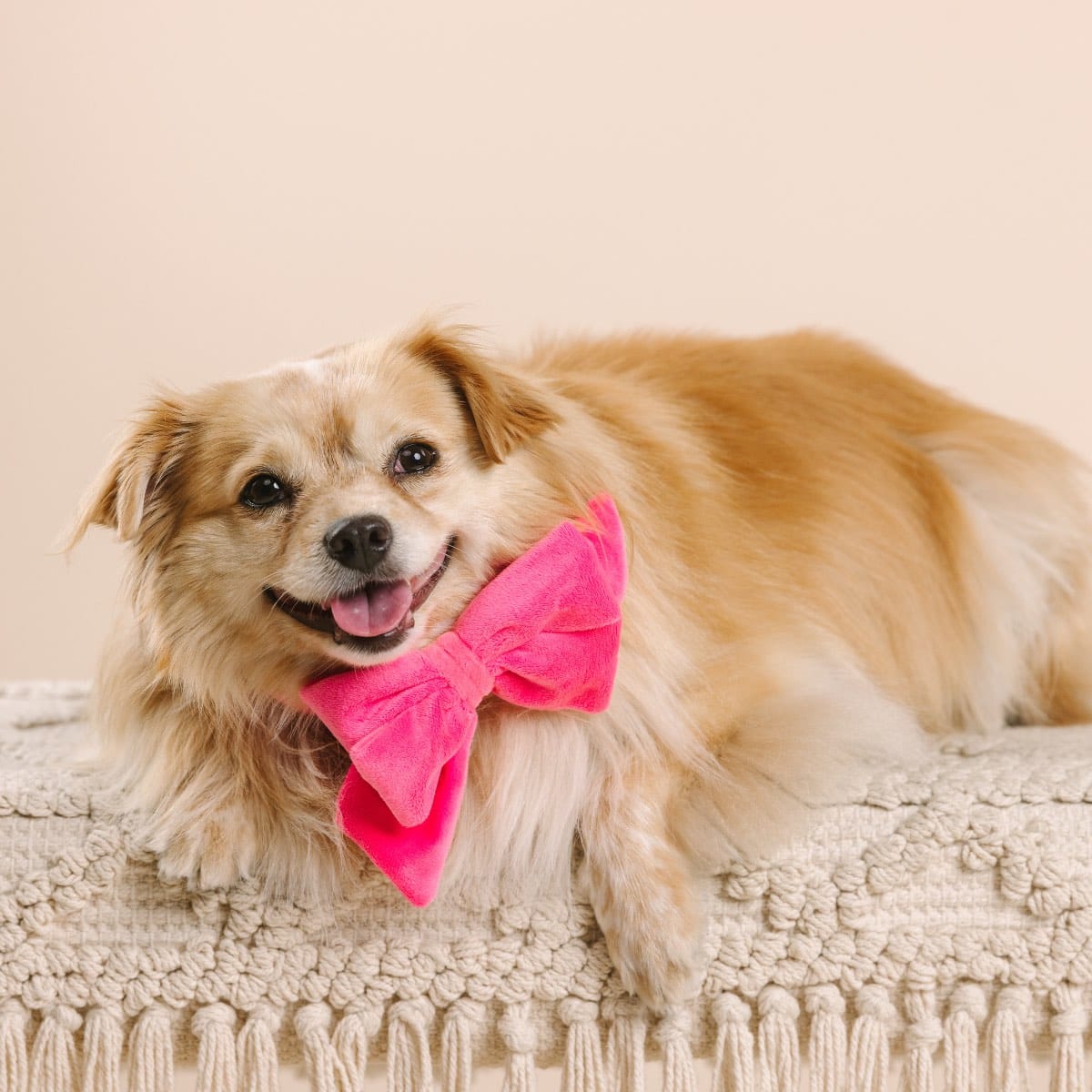Valentina Dog Babe Bow | Pink Papyrus