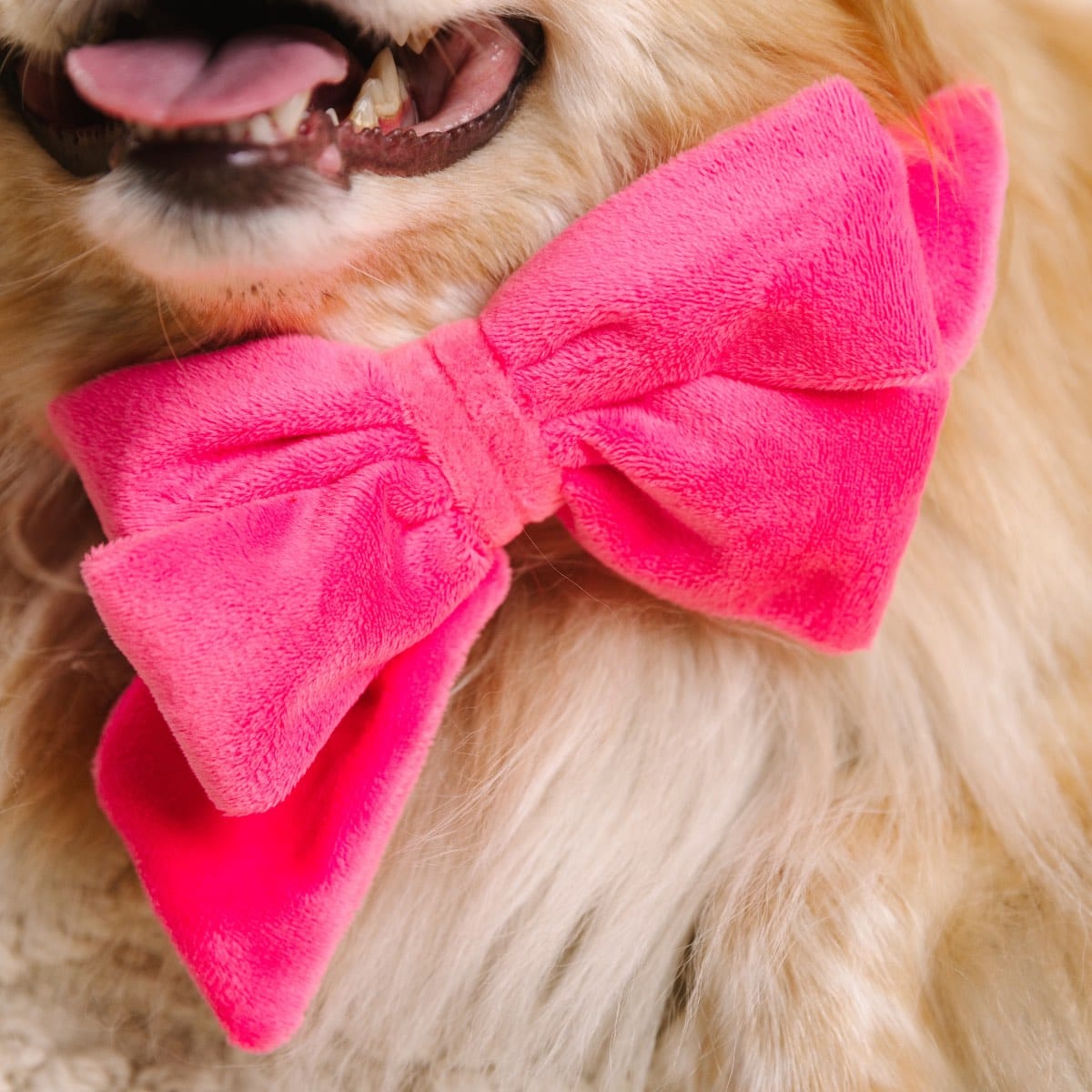 Valentina Dog Babe Bow | Pink Papyrus