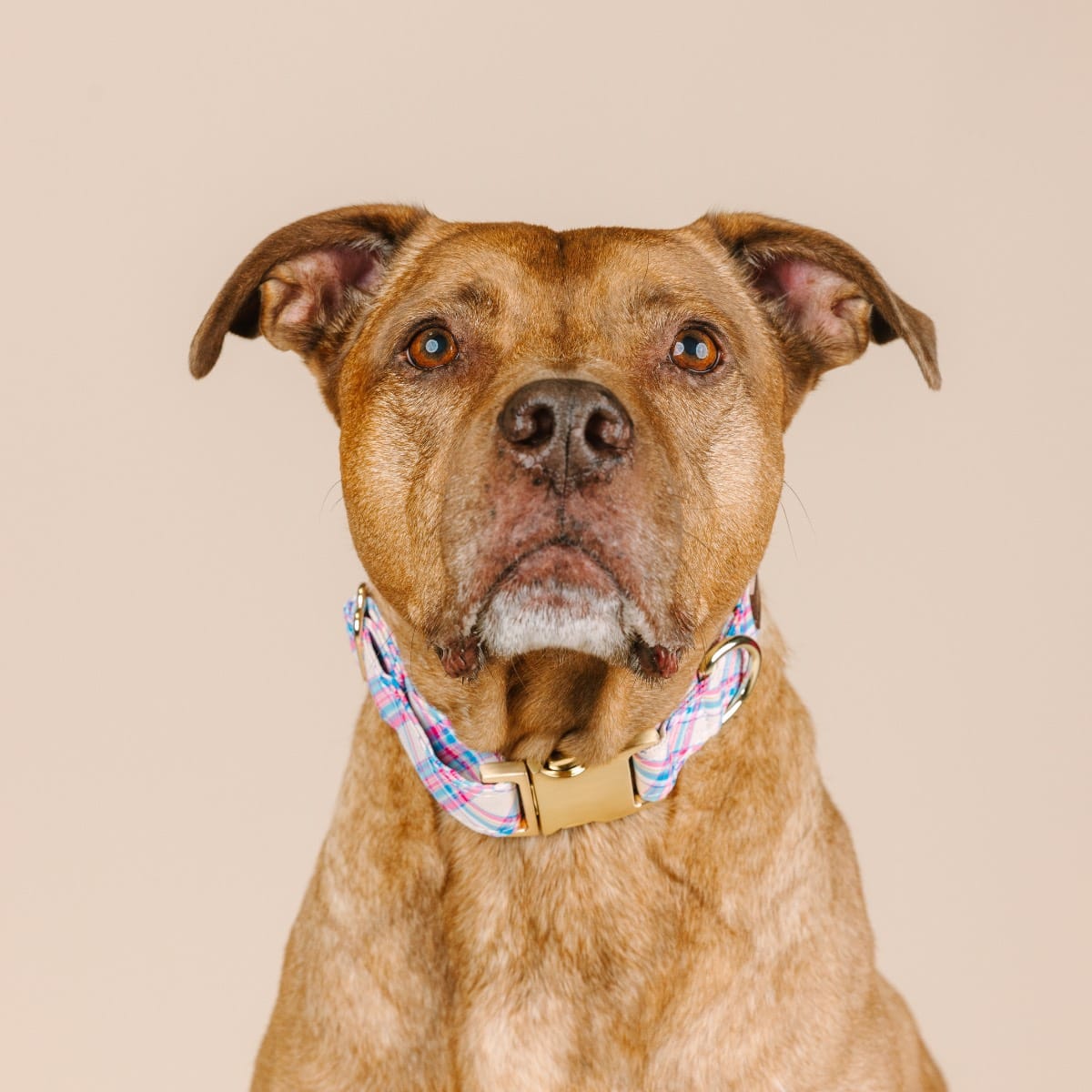 Whitley Dog Collar | Pink Papyrus