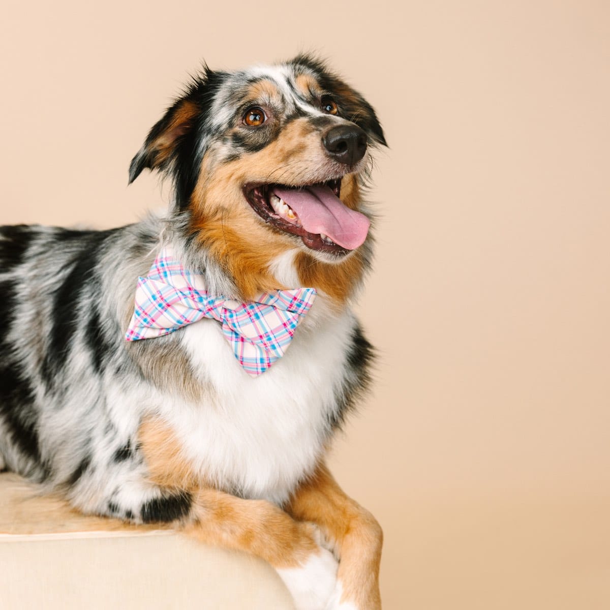 Whitley Babe Bow Dog Collar | Pink Papyrus