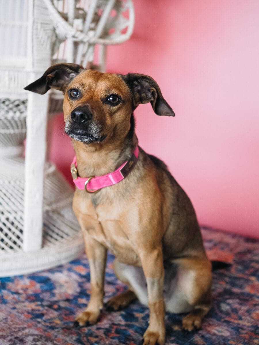 Antoinette Dog Collar